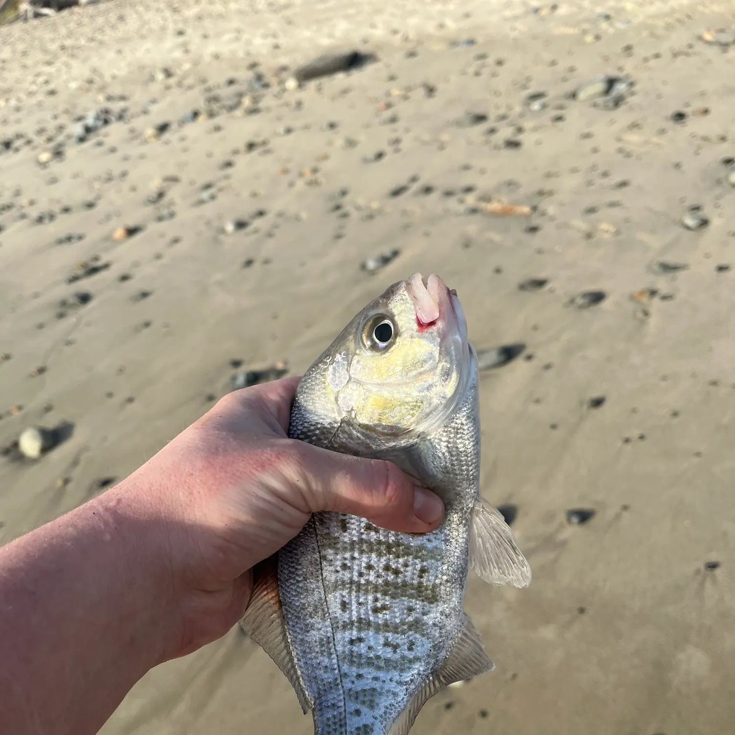The most recent Barred surfperch catches on Fishbrain