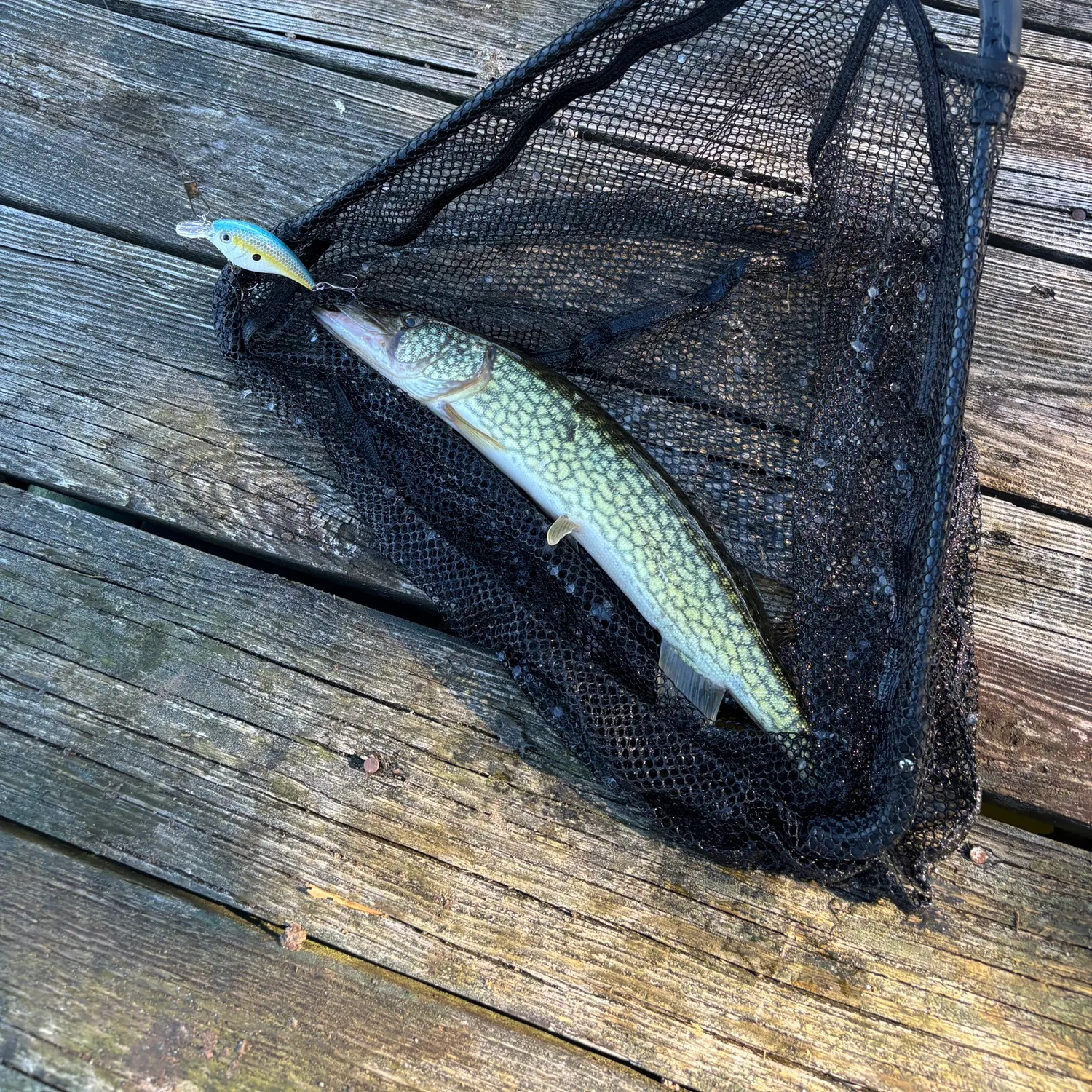 Chain pickerel caught on Fishbrain
