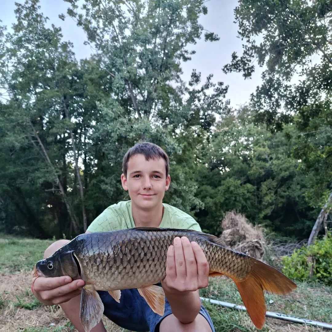Common carp caught on Fishbrain
