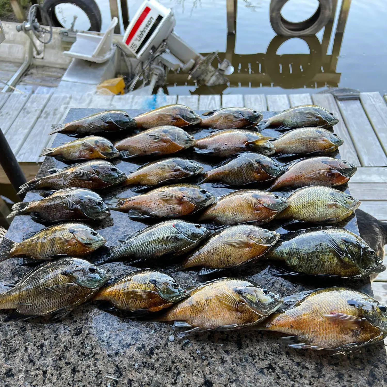 recently logged catches