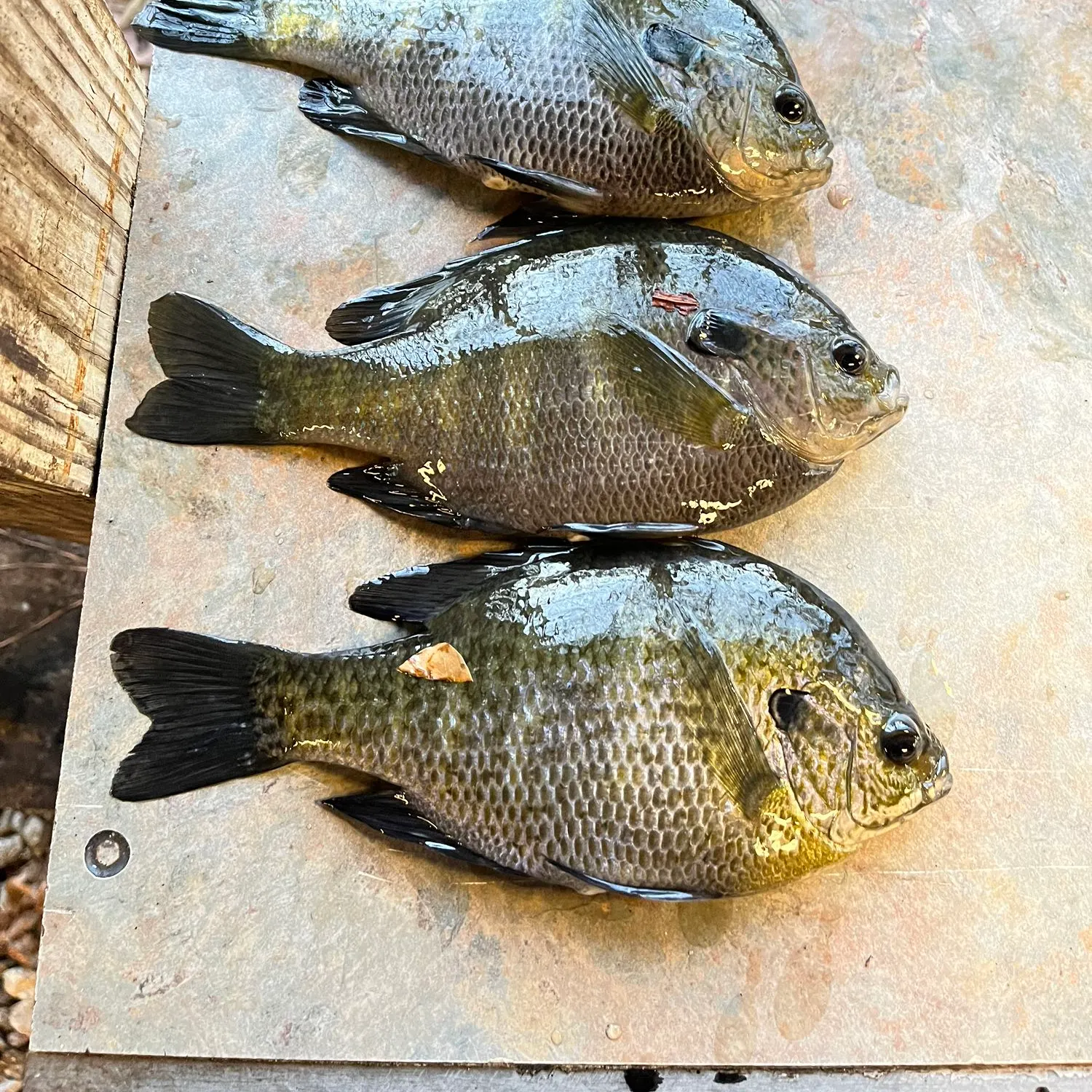 recently logged catches