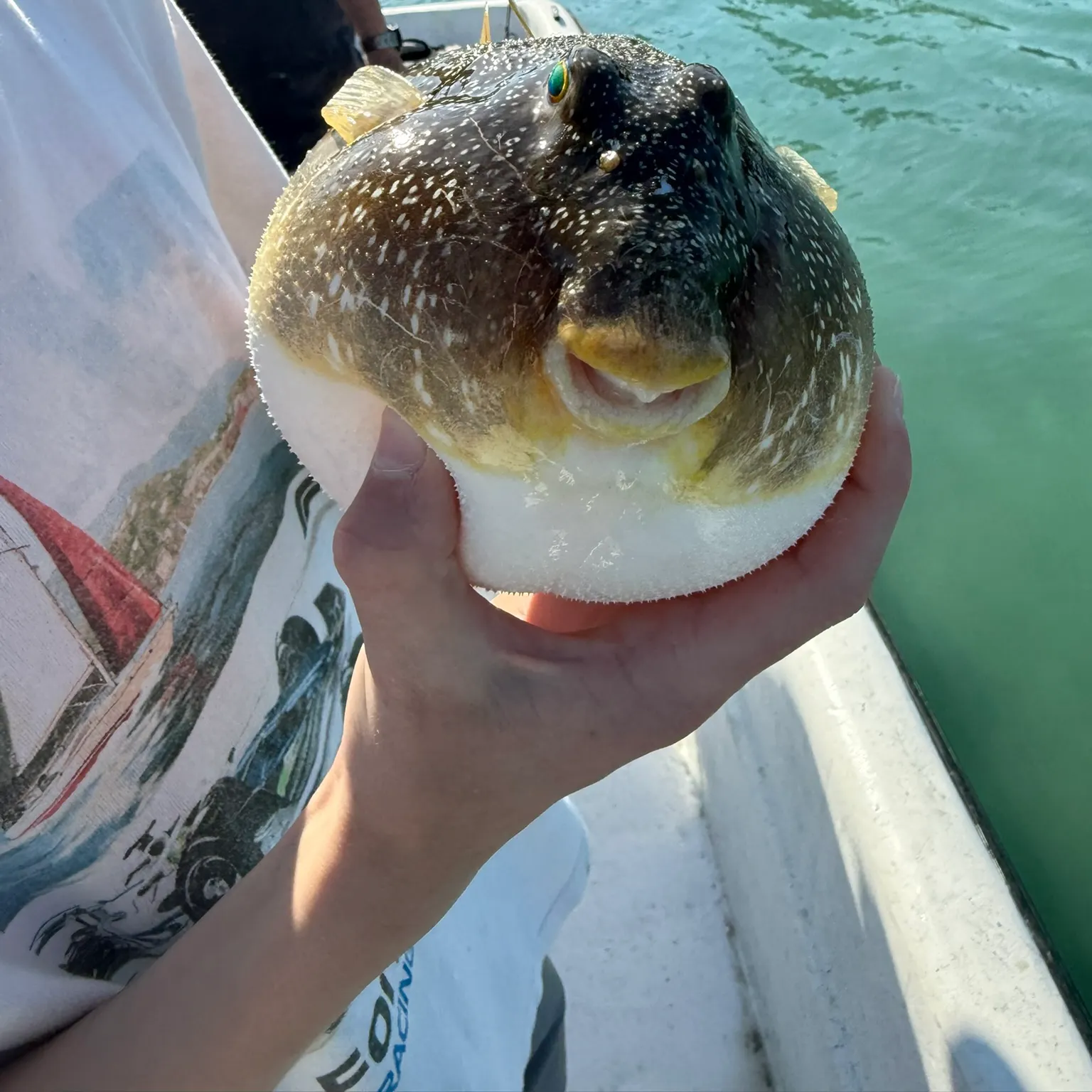 The most recent Southern puffer catches on Fishbrain