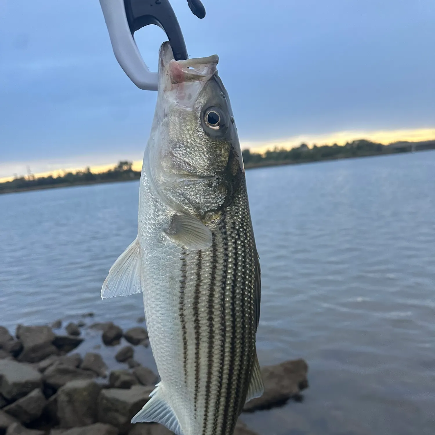 Striped bass caught on Fishbrain