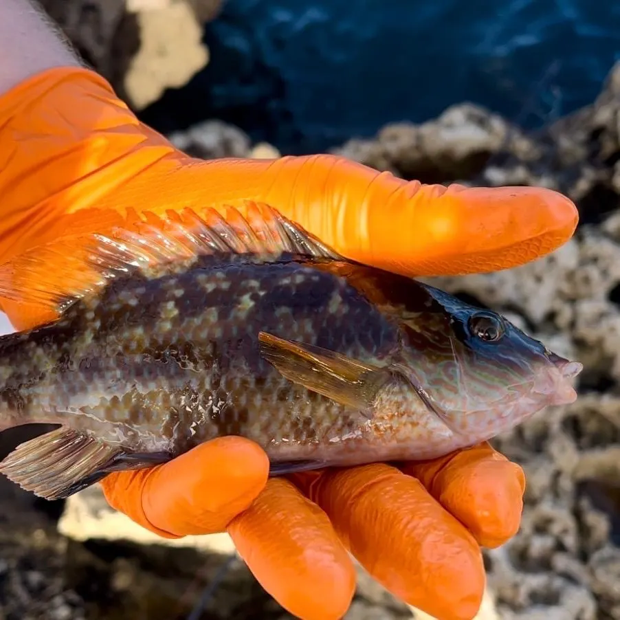 Ballan wrasse caught on Fishbrain