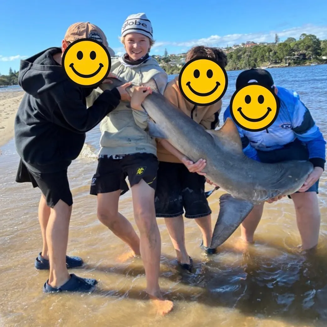 Bull shark caught on Fishbrain