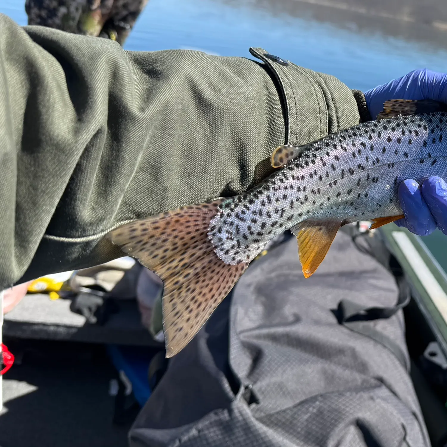 The most recent Bear Lake cutthroat trout catches on Fishbrain