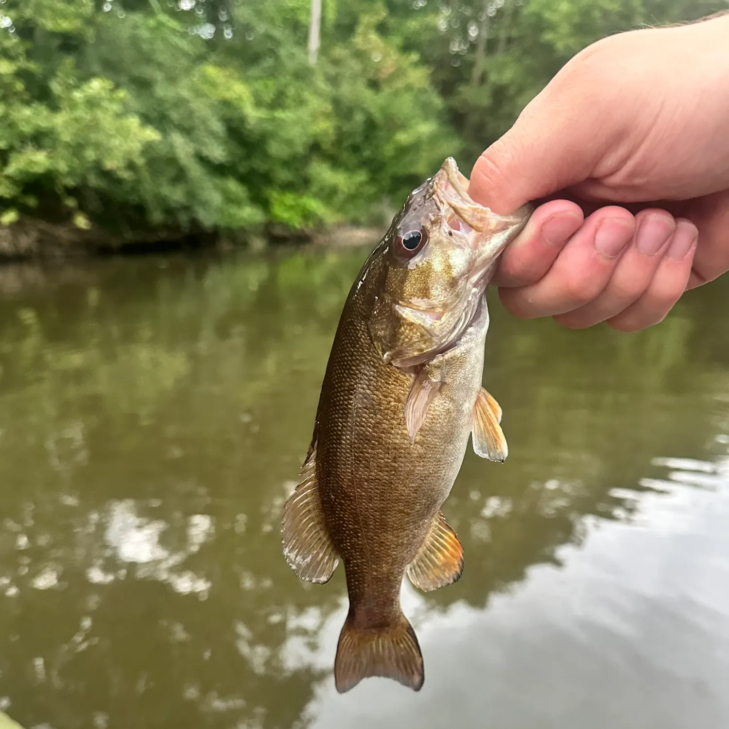 Smallmouth bass caught on Fishbrain
