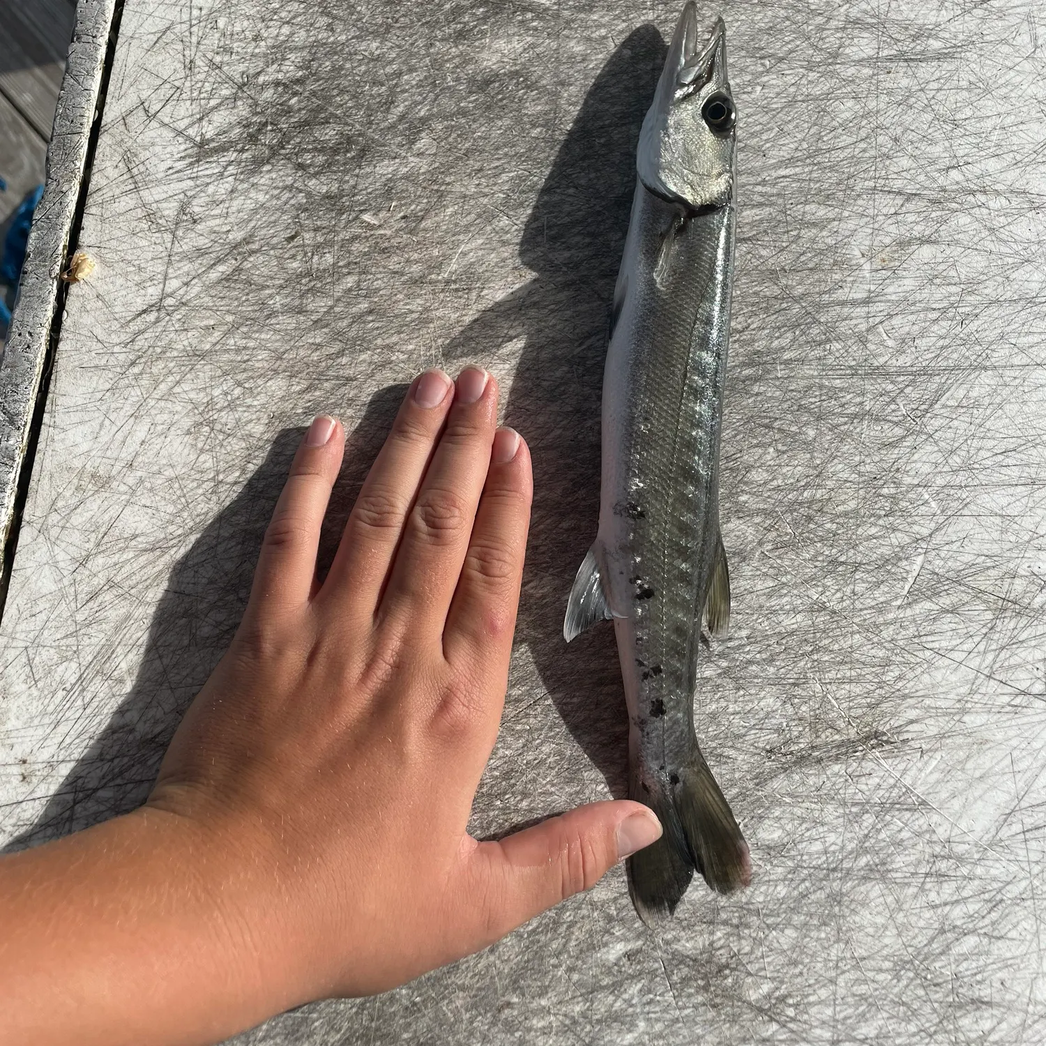 The most recent Great barracuda catches on Fishbrain