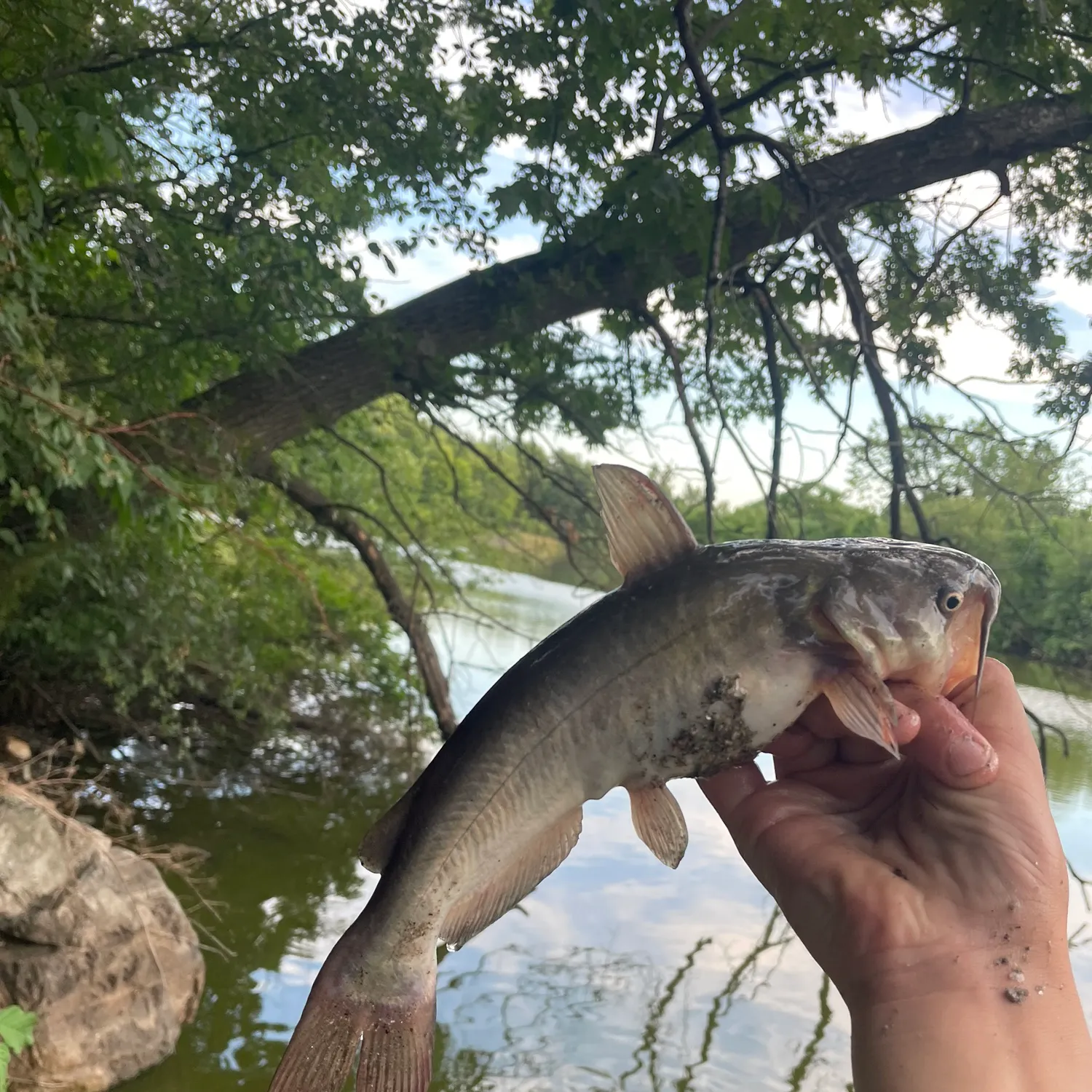 The most recent White bullhead catches on Fishbrain