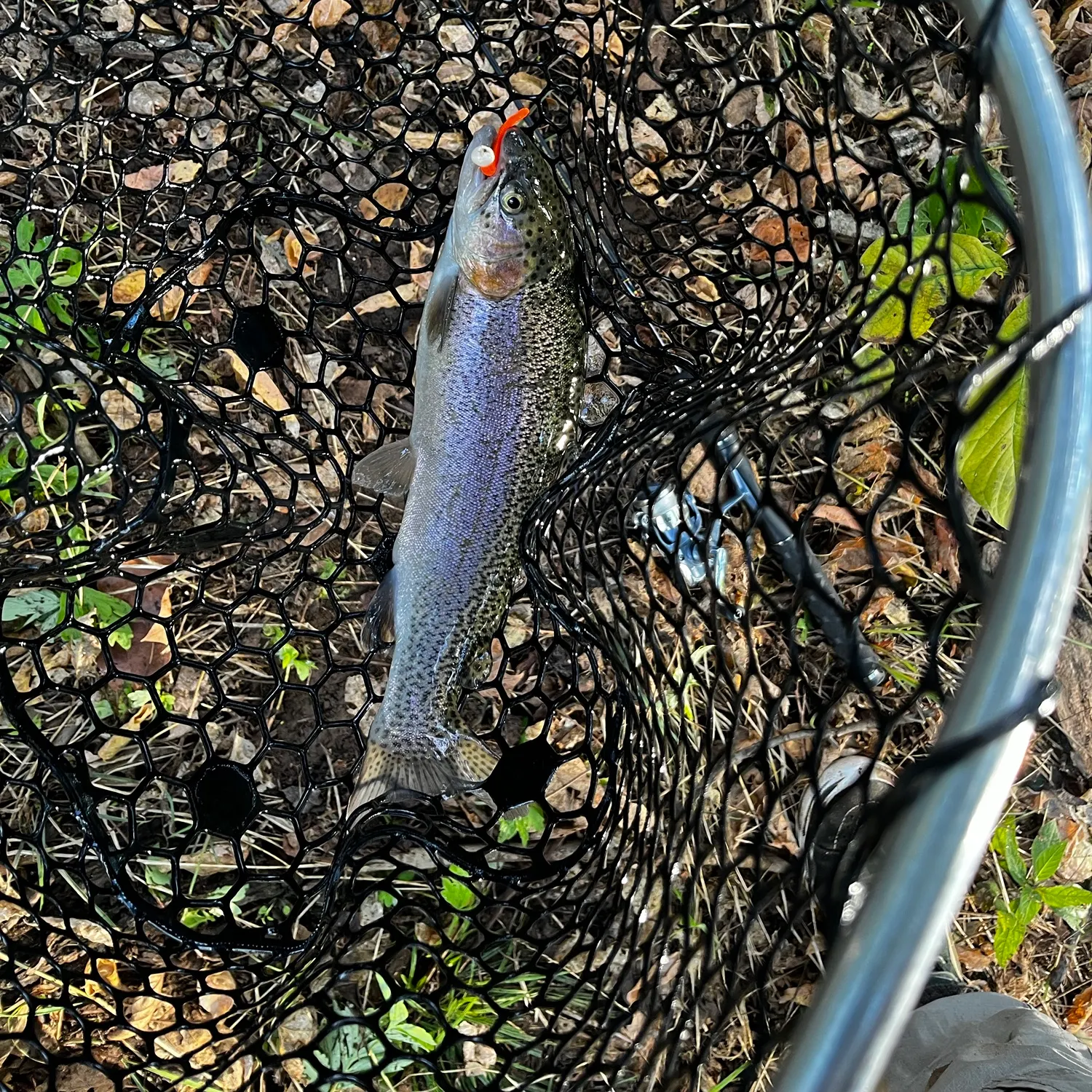 Rainbow trout caught on Fishbrain