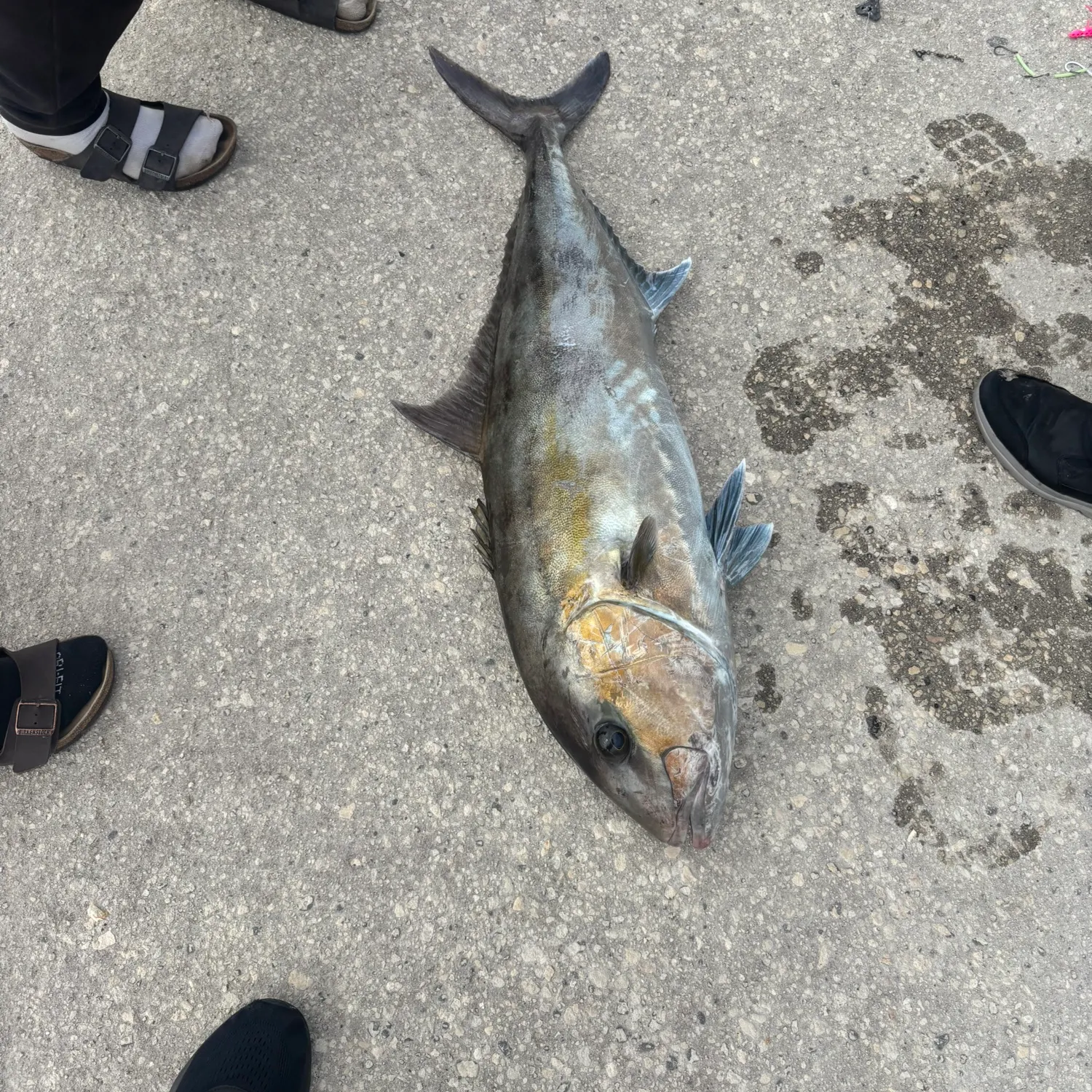The most recent Samsonfish catches on Fishbrain