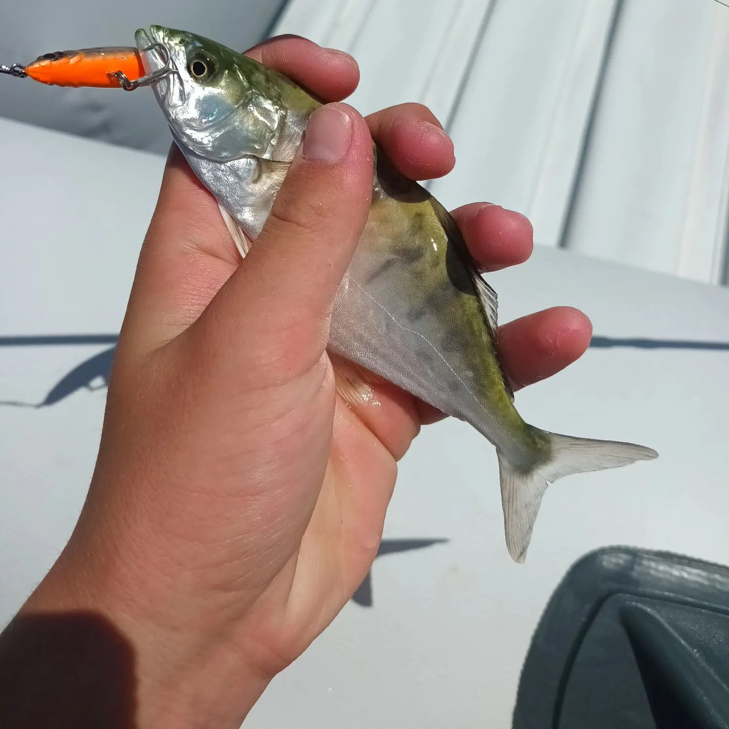 The most recent Leerfish catches on Fishbrain