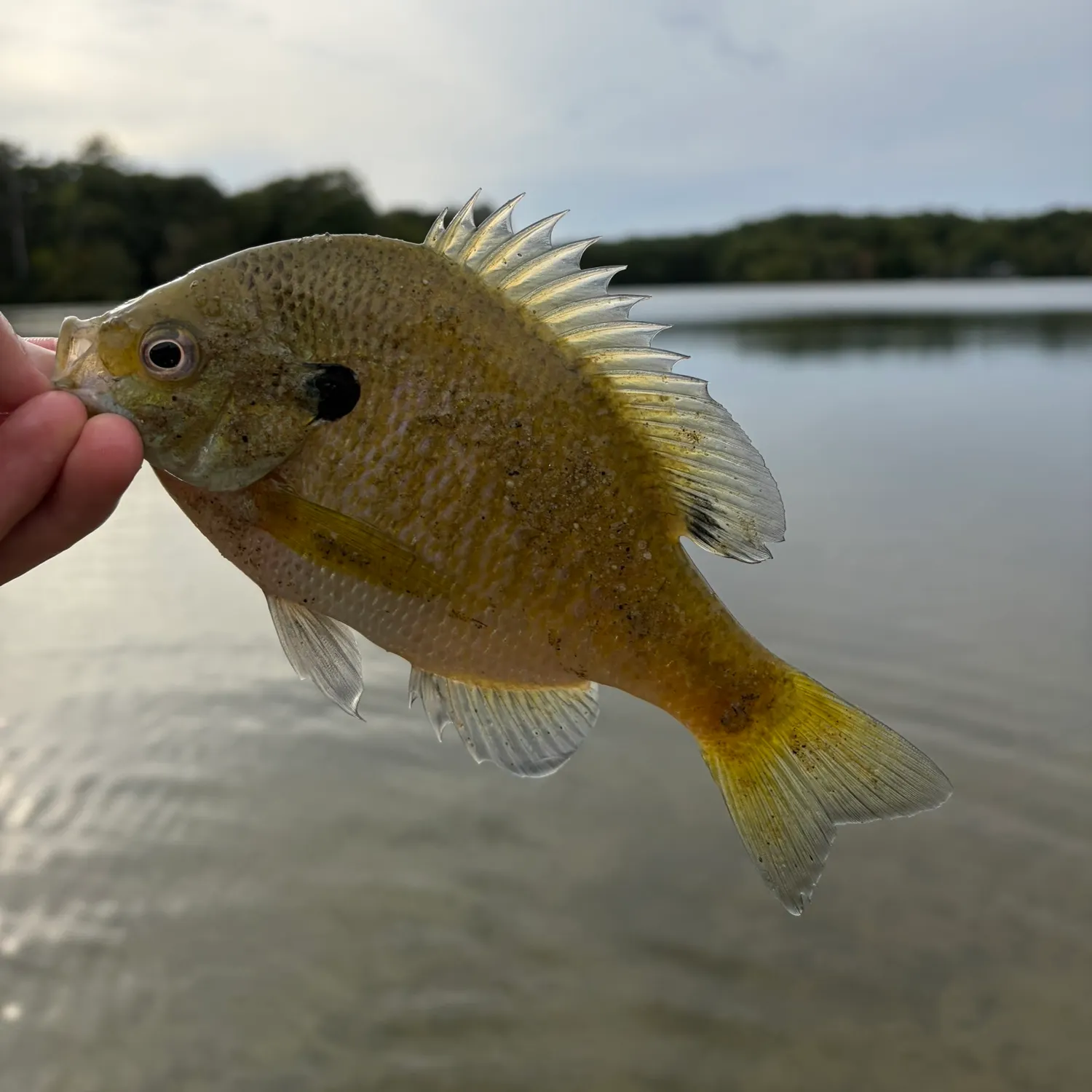 Bluegill caught on Fishbrain