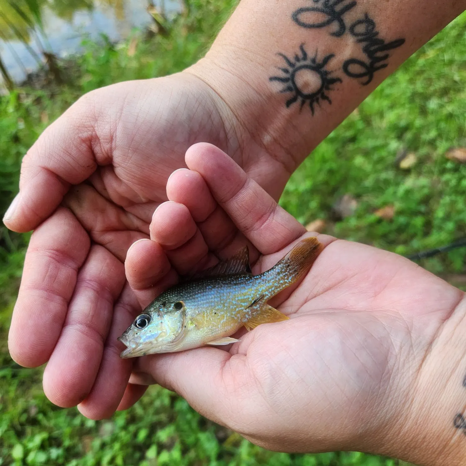 Fish caught on Fishbrain