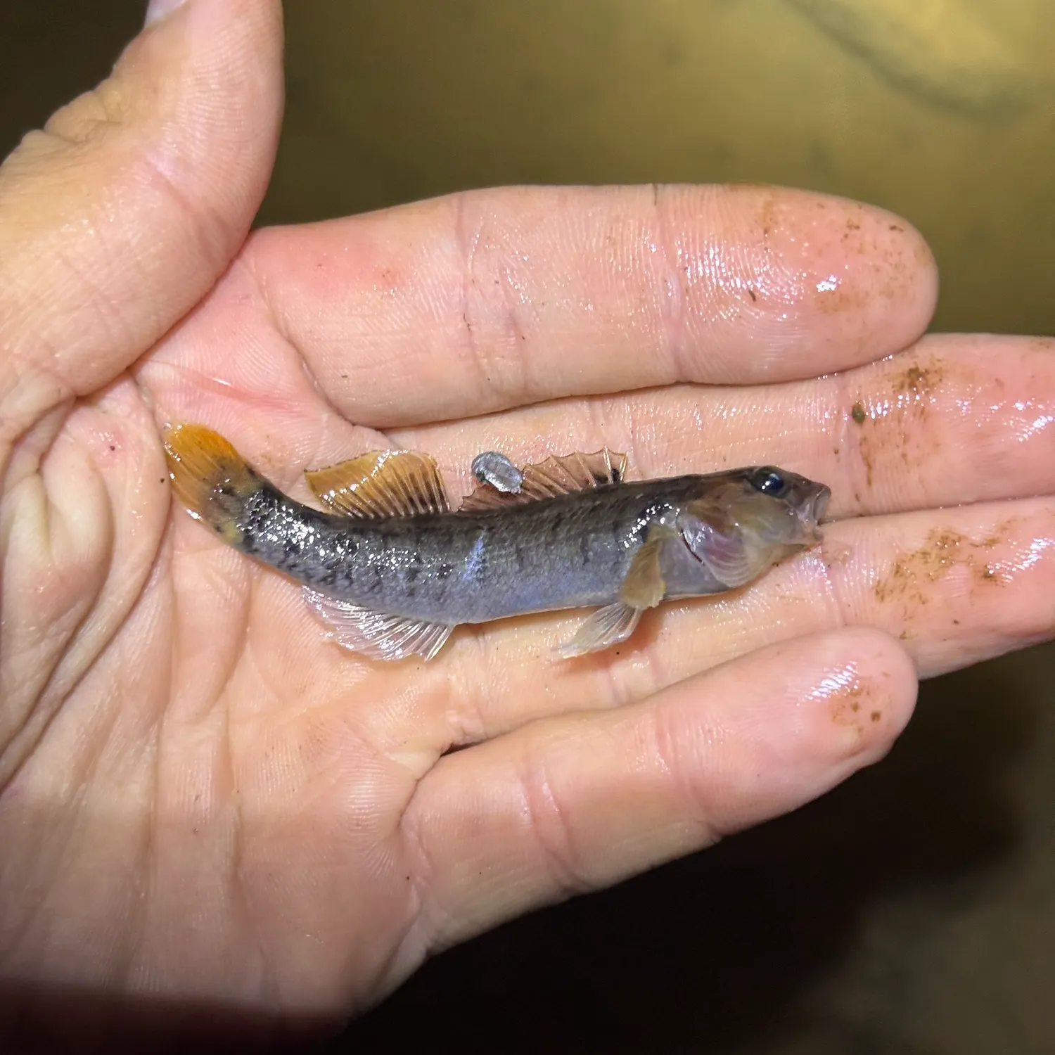 Swannanoa darter caught on Fishbrain