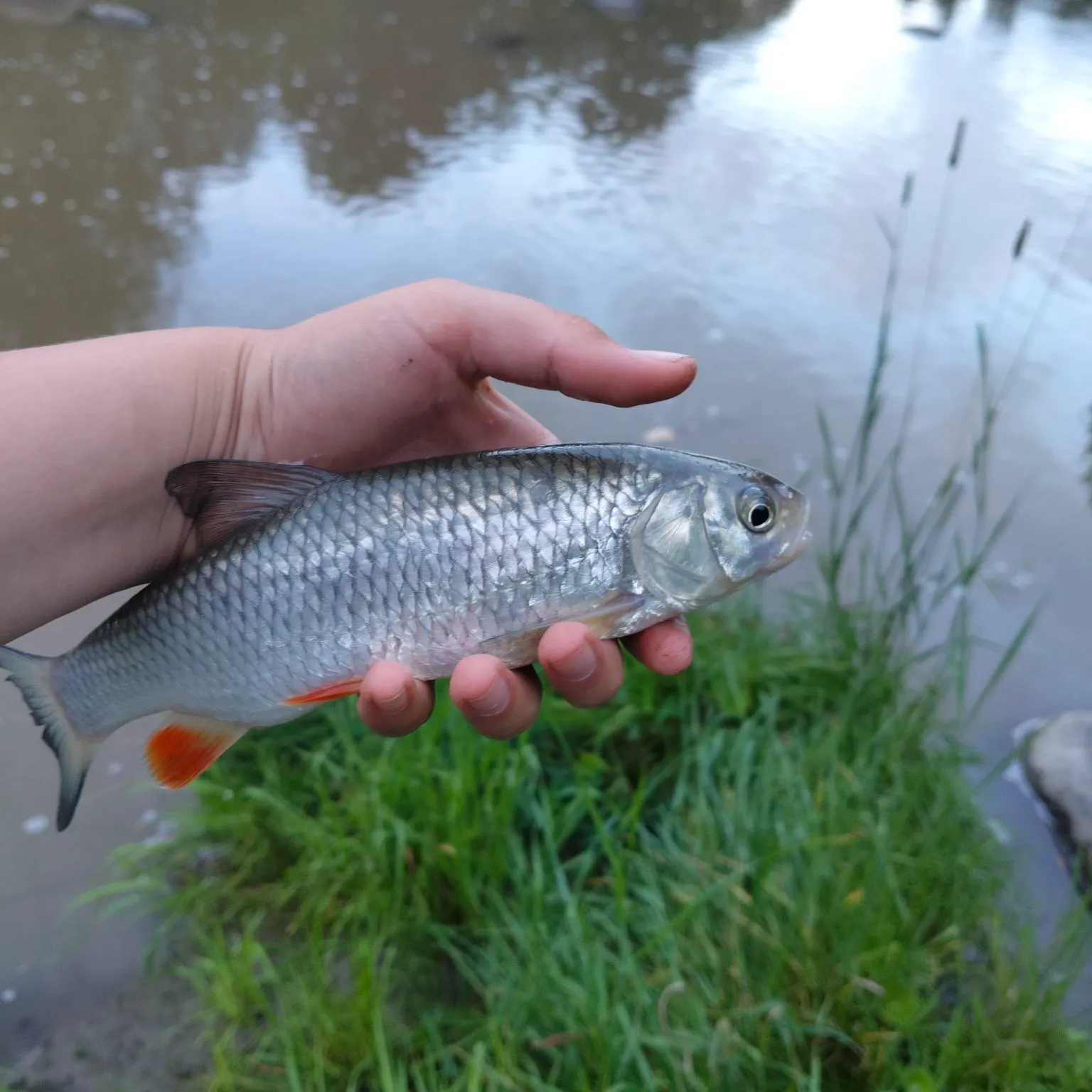 European chub caught on Fishbrain