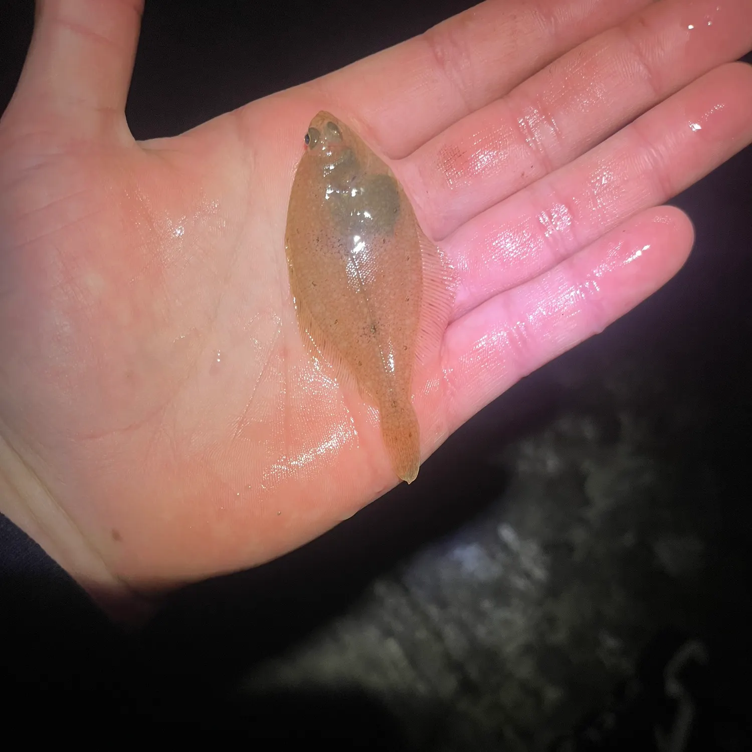 The most recent Common dab catches on Fishbrain