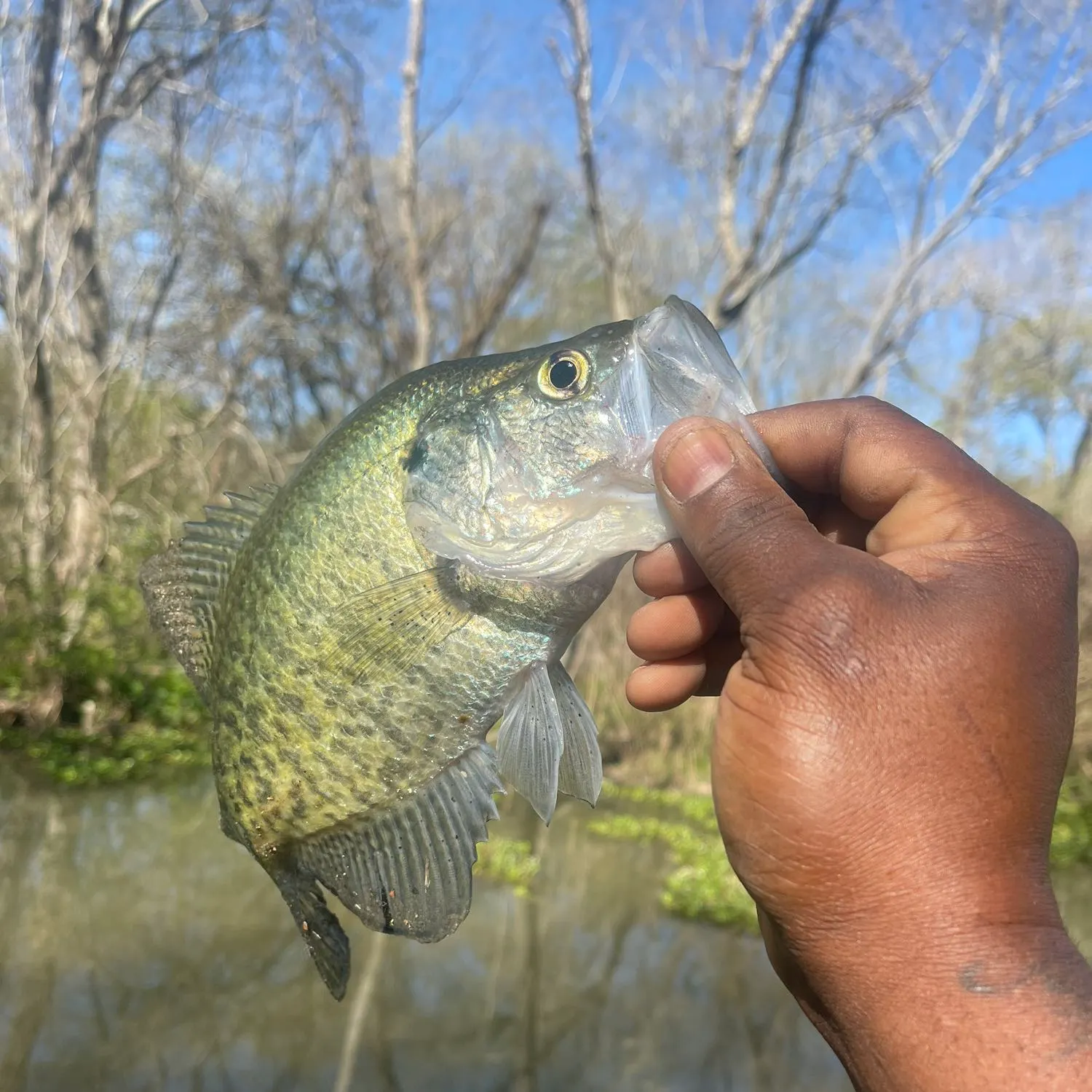 angler catch