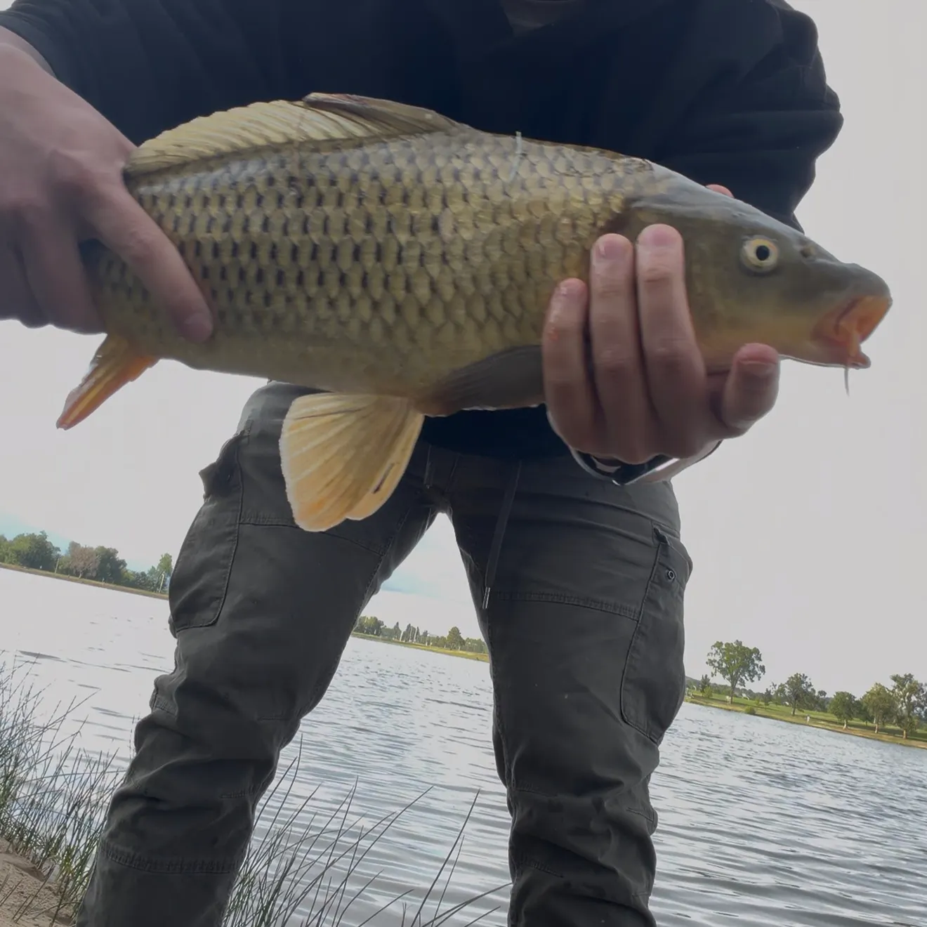 Common carp caught on Fishbrain