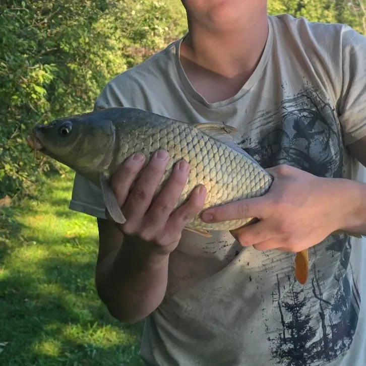 Common carp caught on Fishbrain