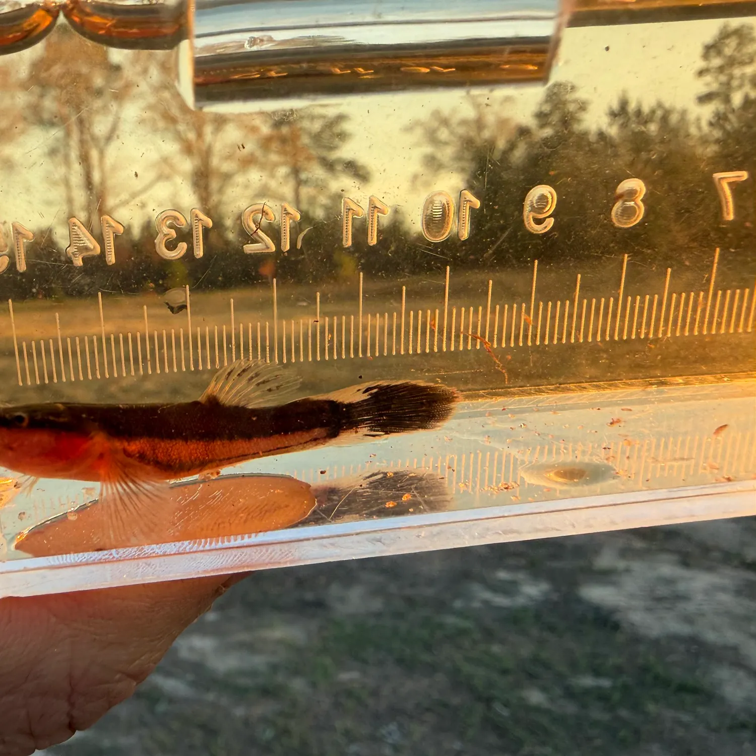 The most recent Asian swamp eel catches on Fishbrain