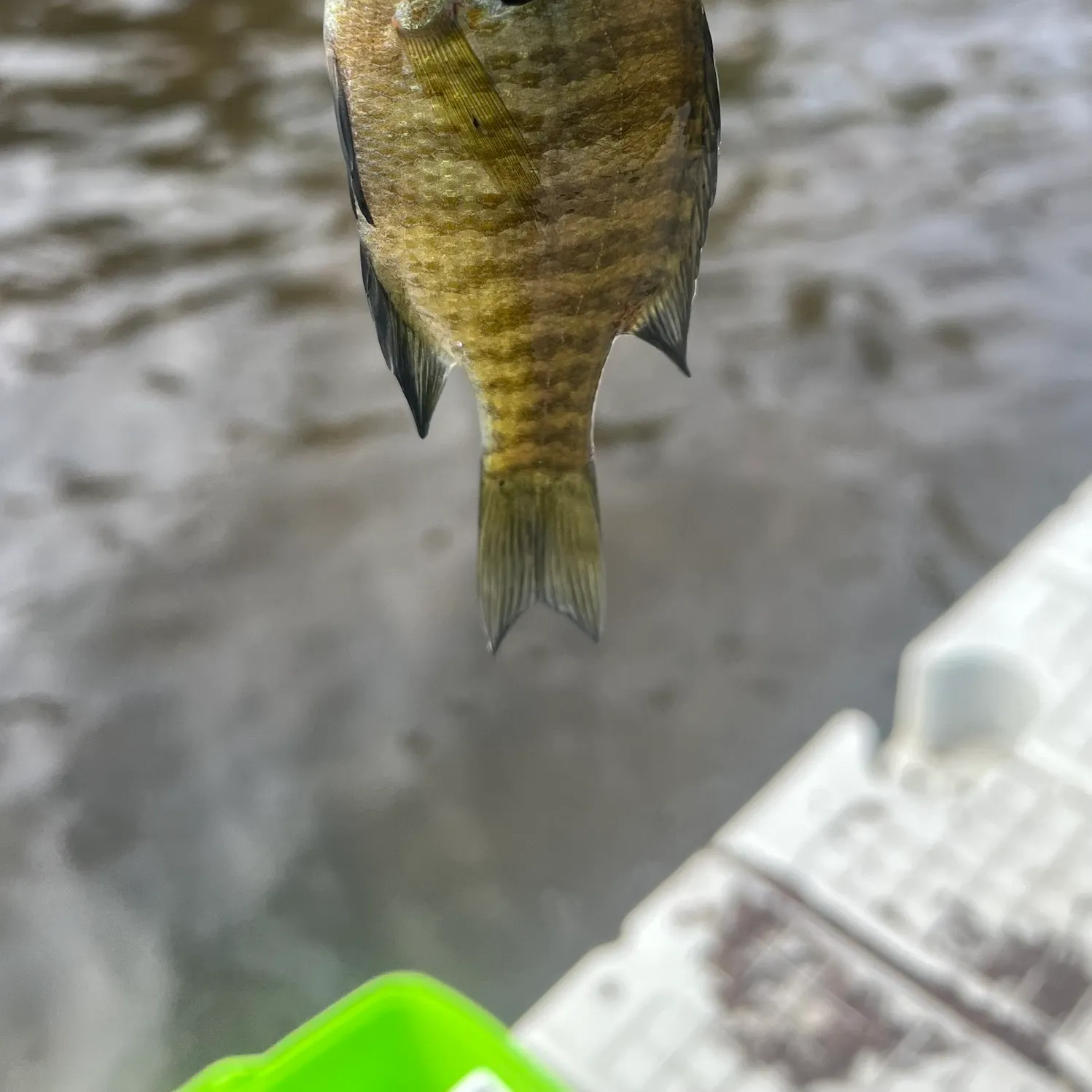 Bluegill caught on Fishbrain