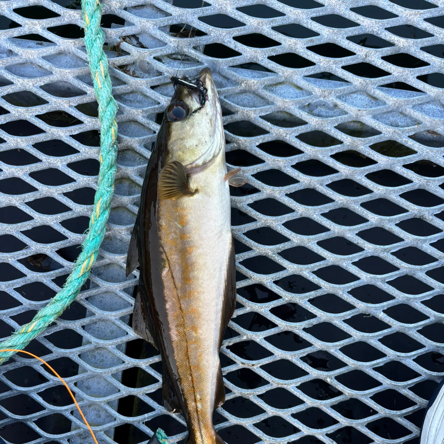Pollack caught on Fishbrain