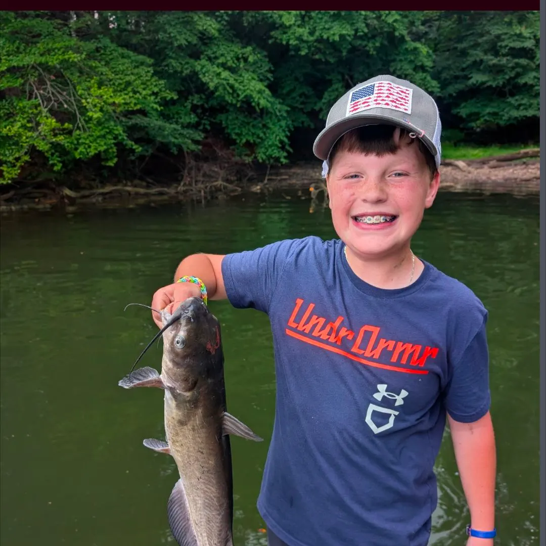 Channel catfish caught on Fishbrain
