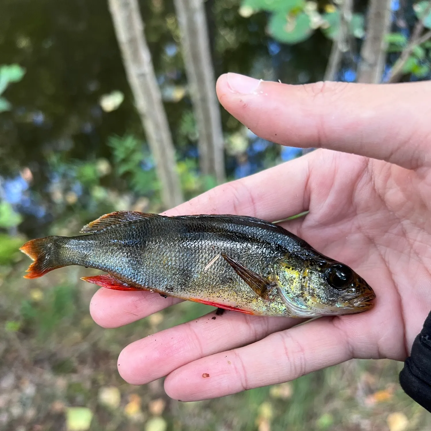 European perch caught on Fishbrain