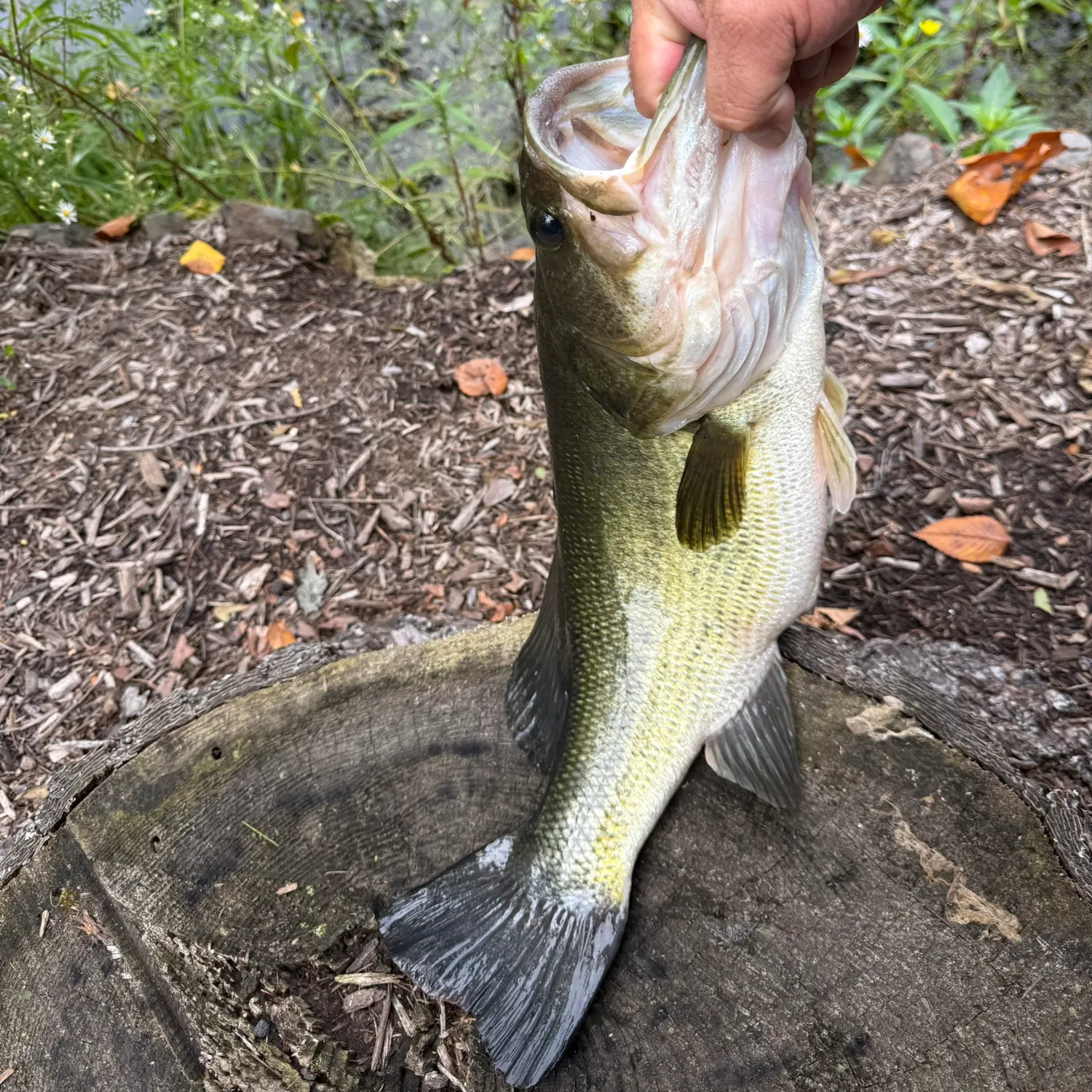 Largemouth bass caught on Fishbrain
