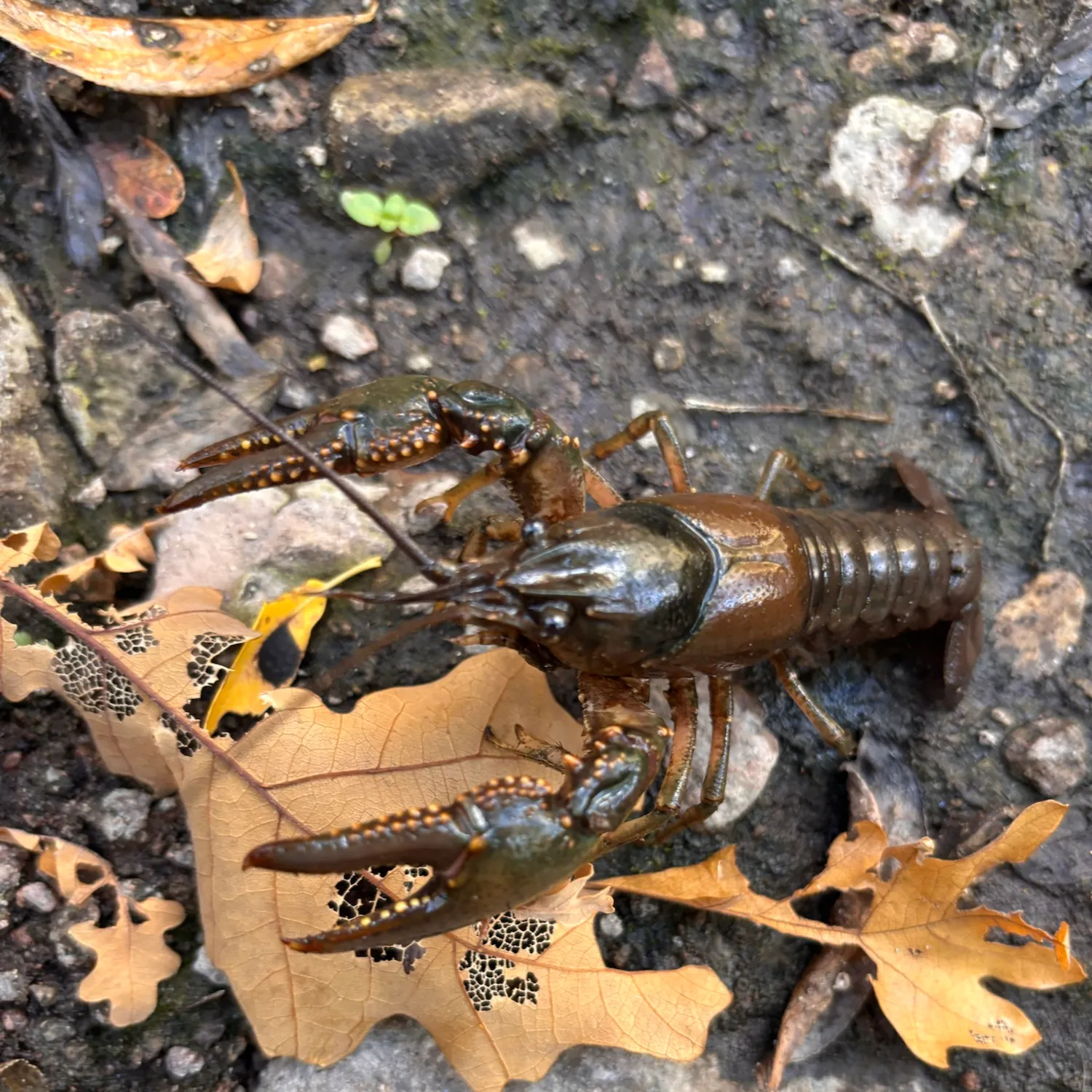 Virile crayfish caught on Fishbrain