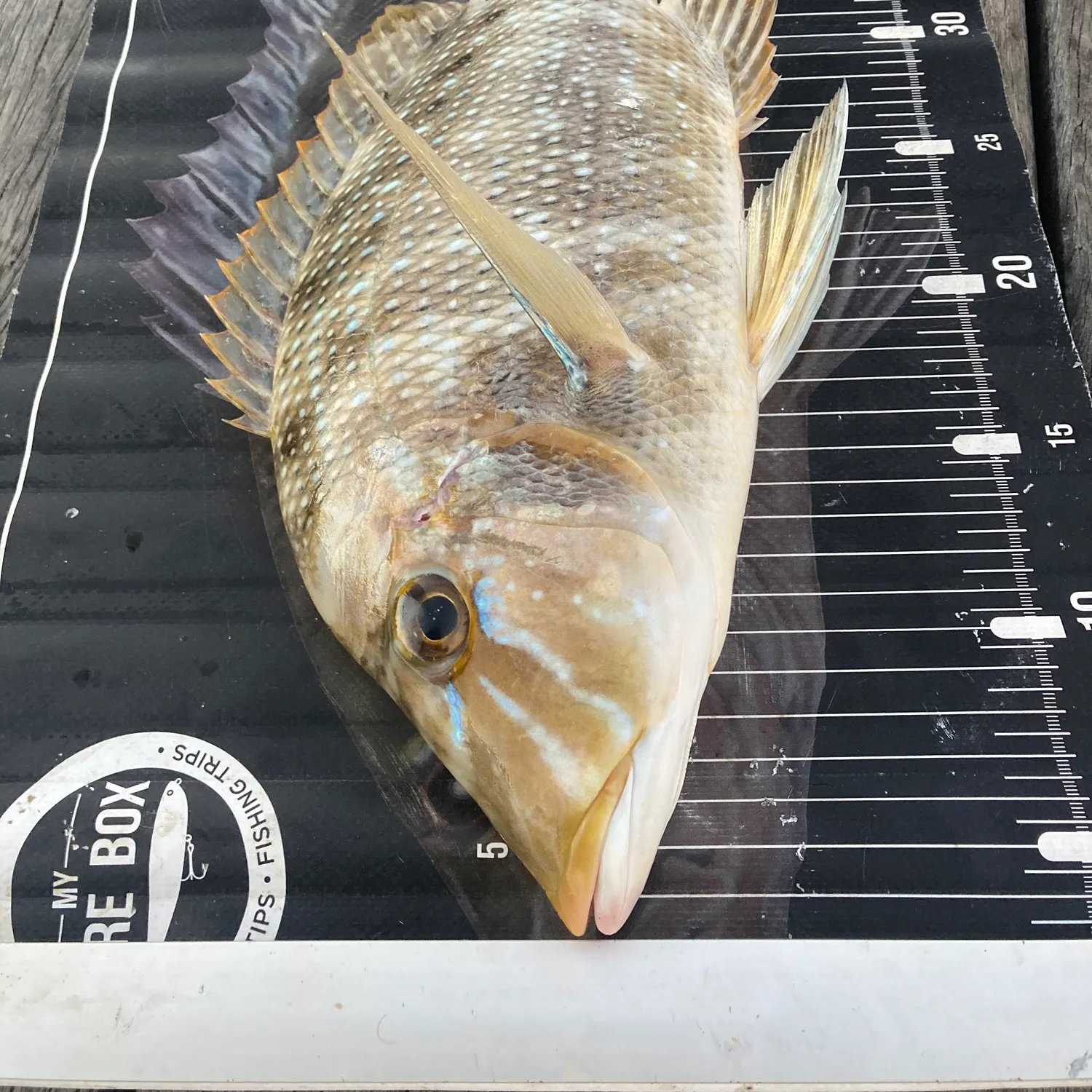 The most recent Spangled emperor catches on Fishbrain