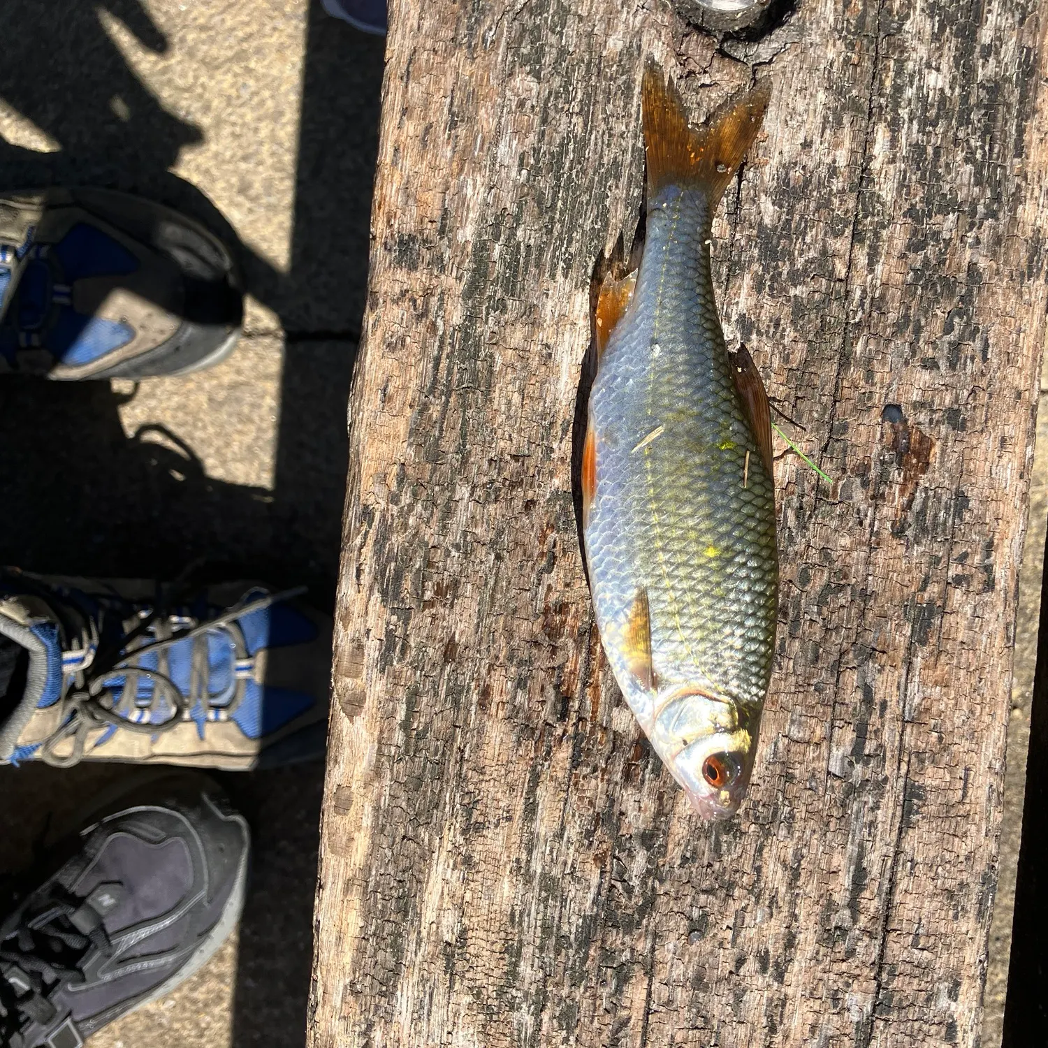 The most recent Common roach catches on Fishbrain