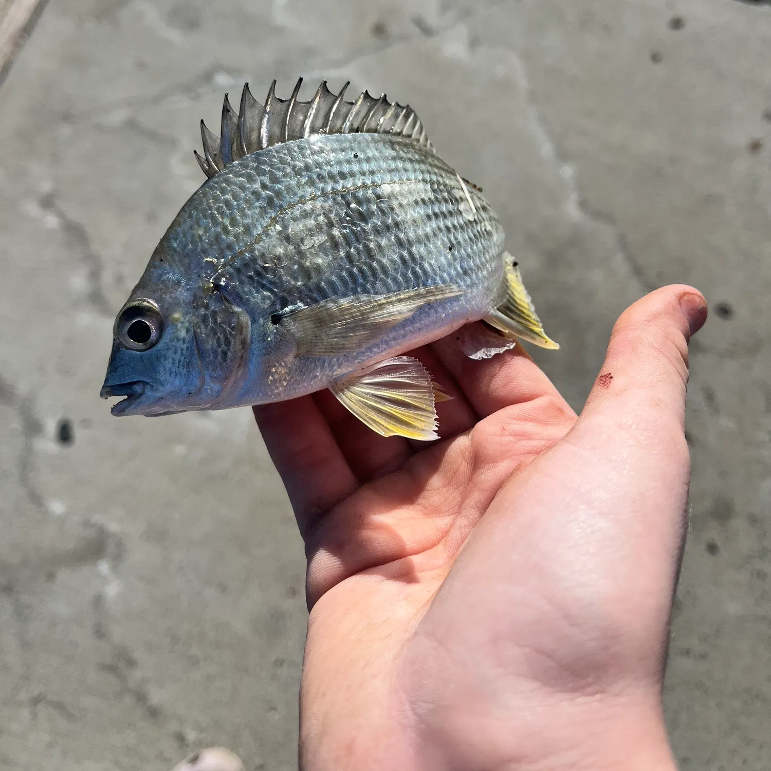 catch
