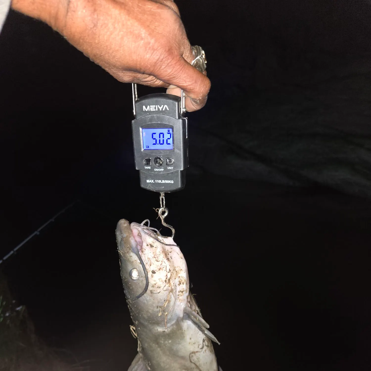 Channel catfish caught on Fishbrain