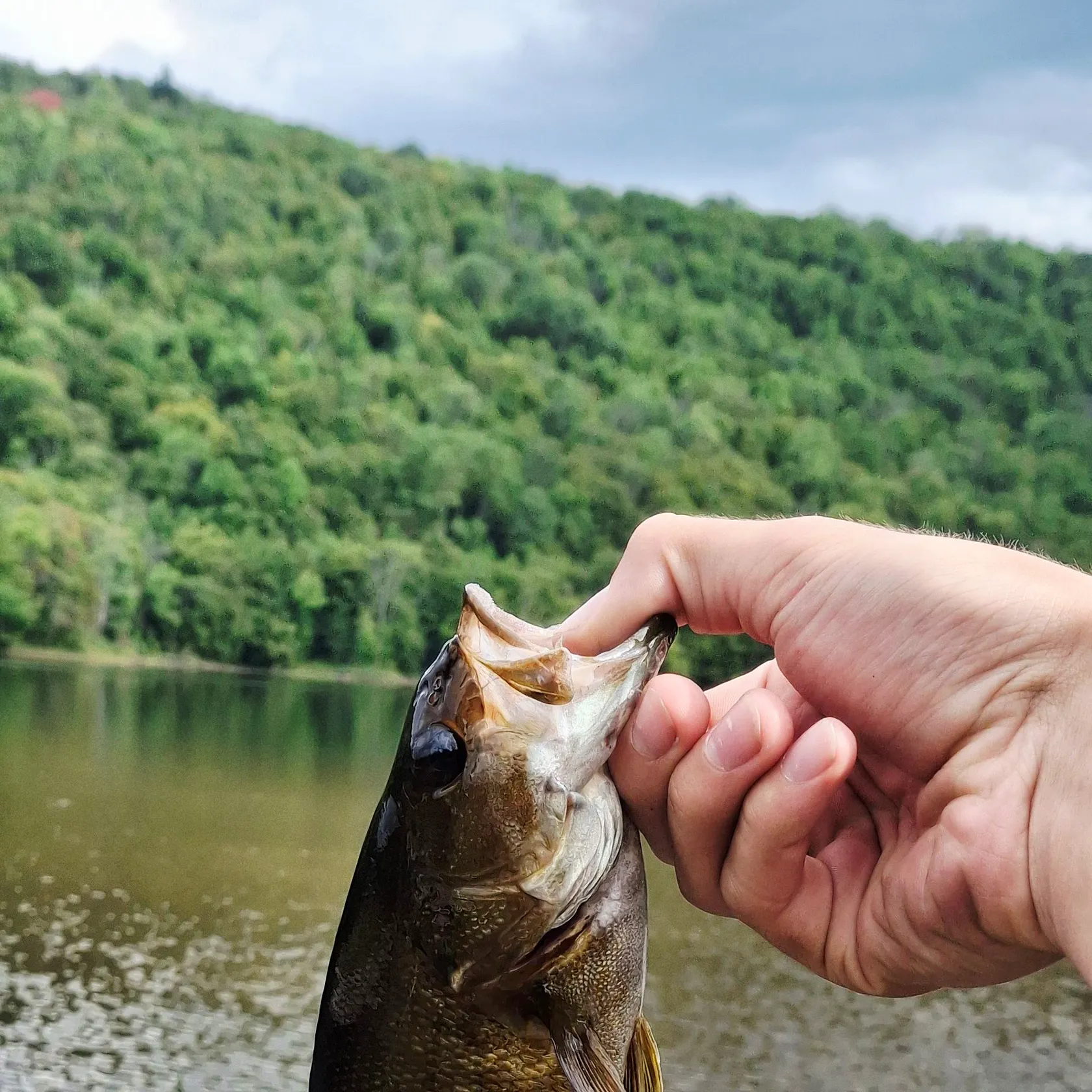 Smallmouth bass caught on Fishbrain