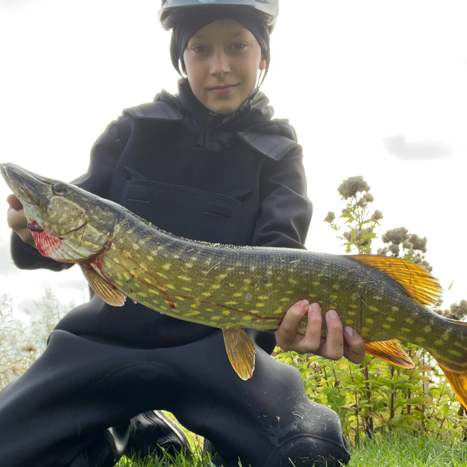 Northern pike caught on Fishbrain