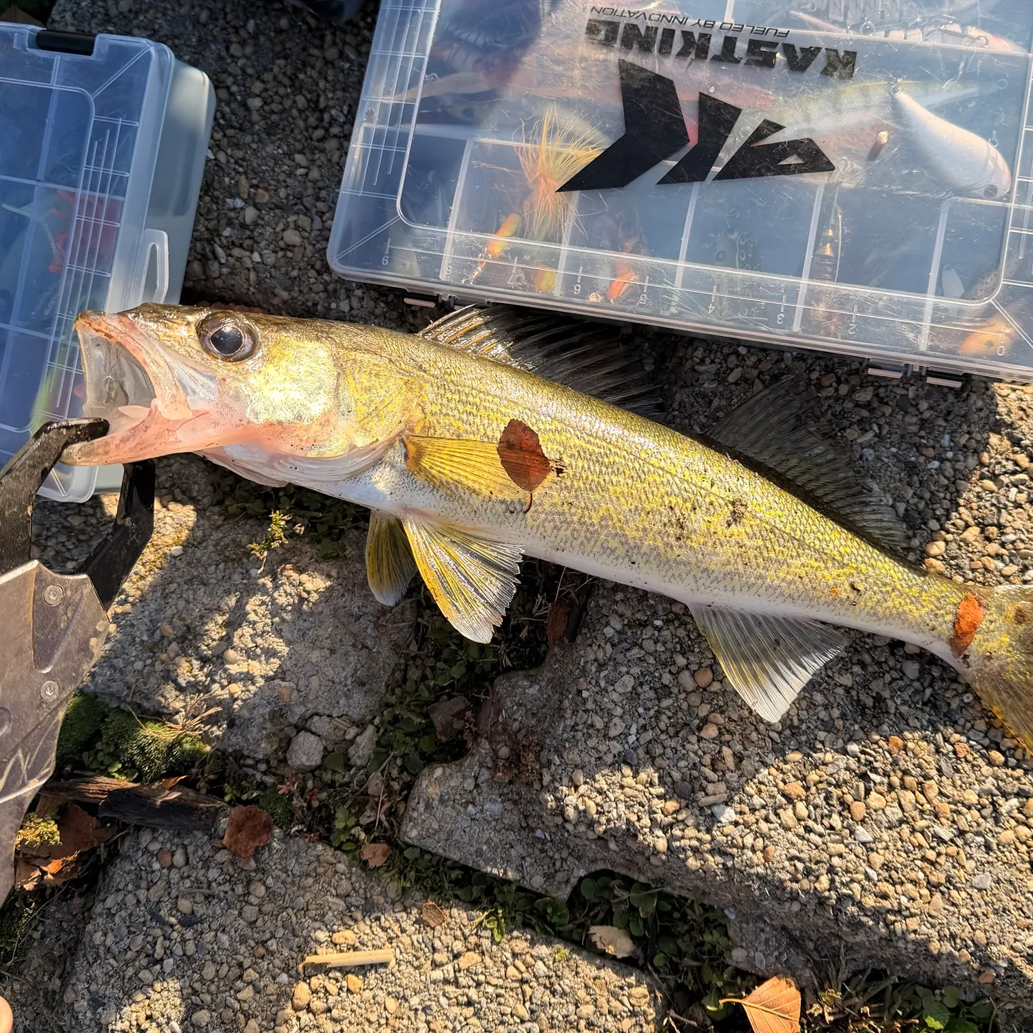 Walleye caught on Fishbrain