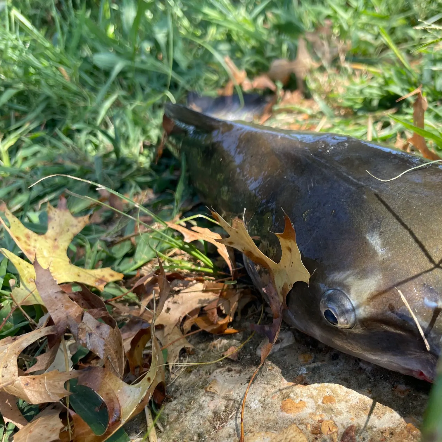 Channel catfish caught on Fishbrain