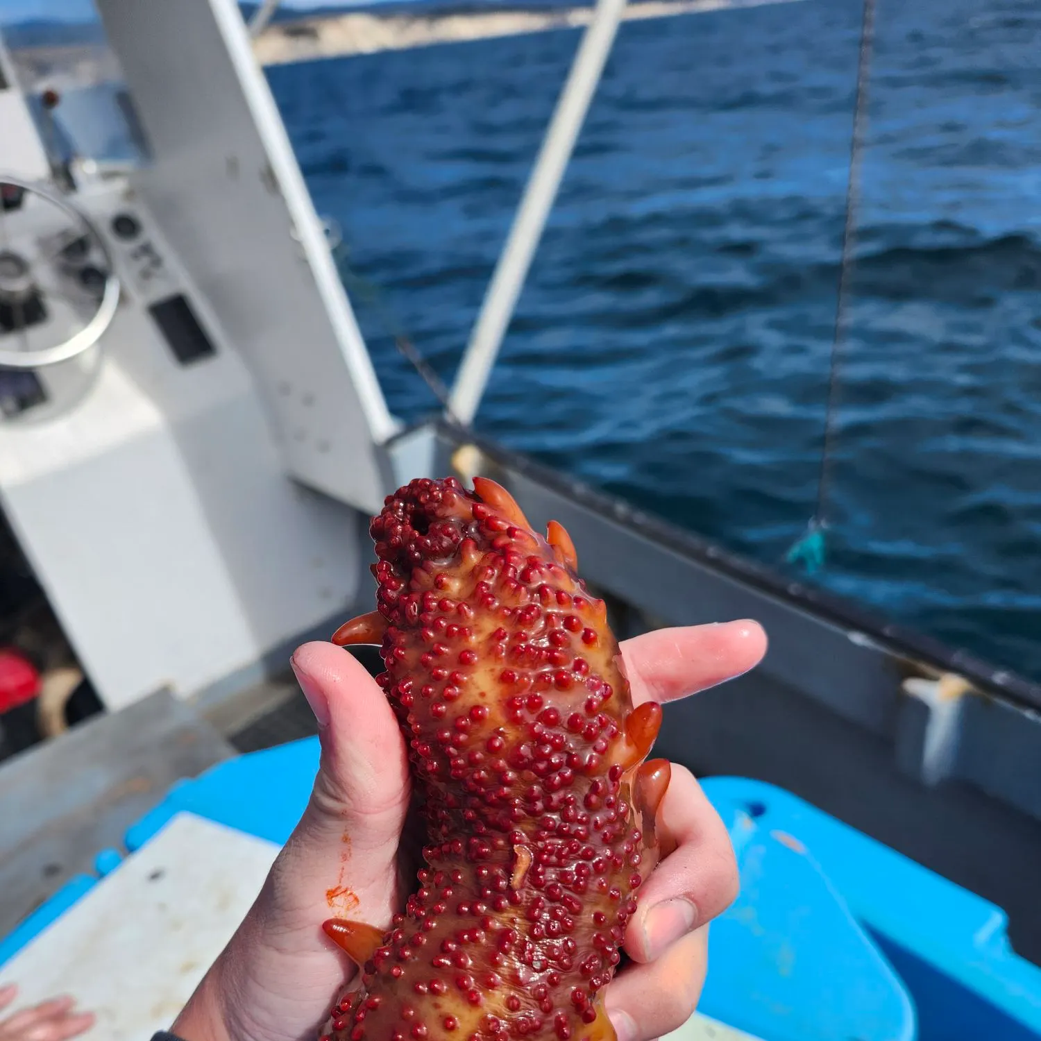 The most recent Florida sea cucumber catches on Fishbrain