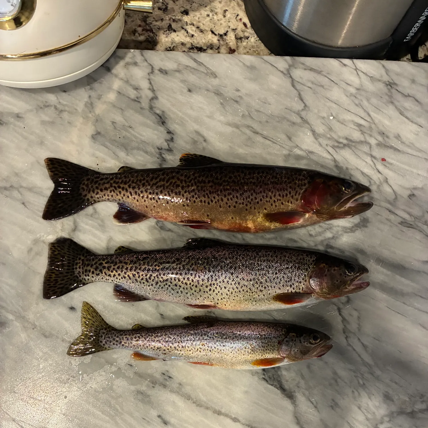 The most recent Coastal cutthroat trout catches on Fishbrain