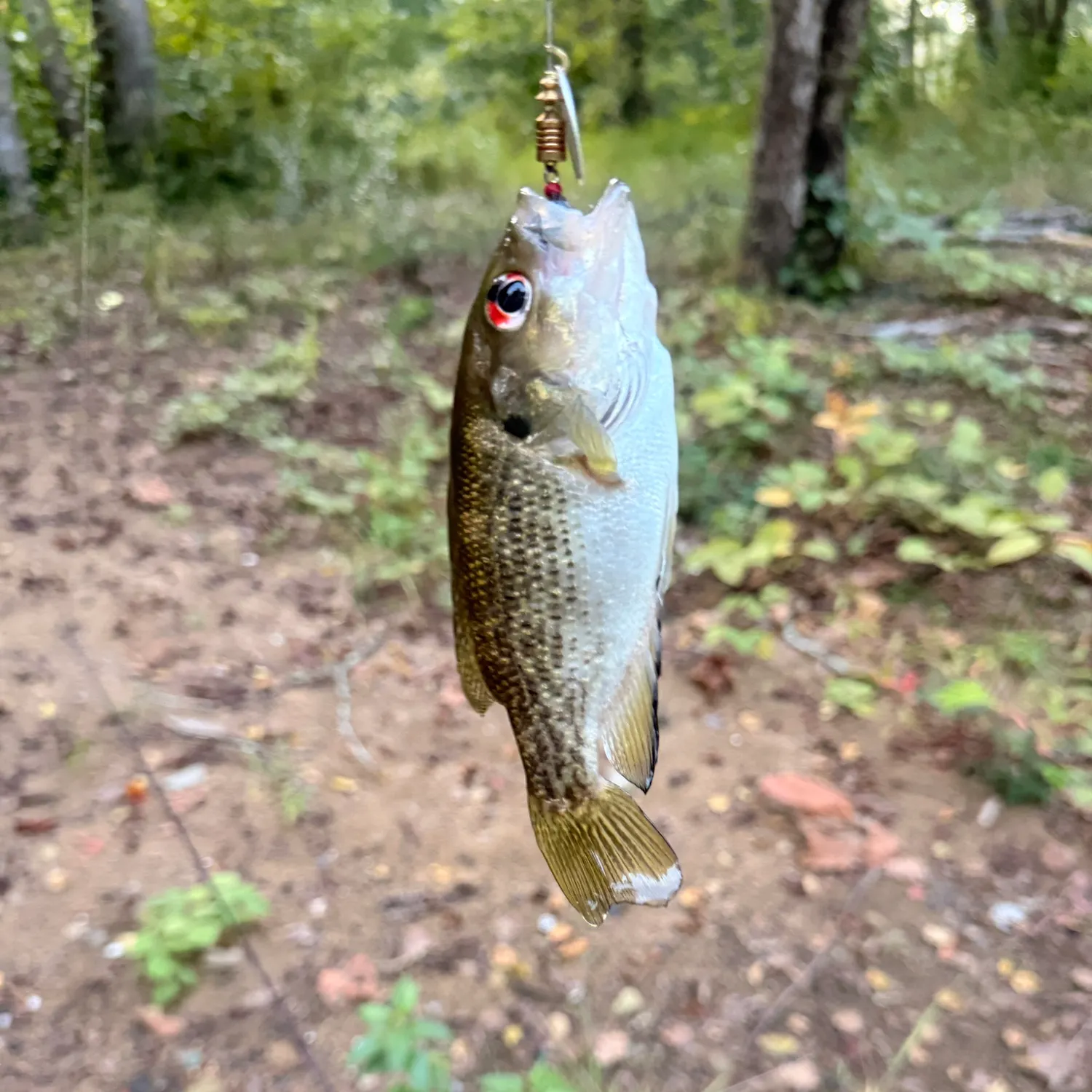 Rock bass caught on Fishbrain