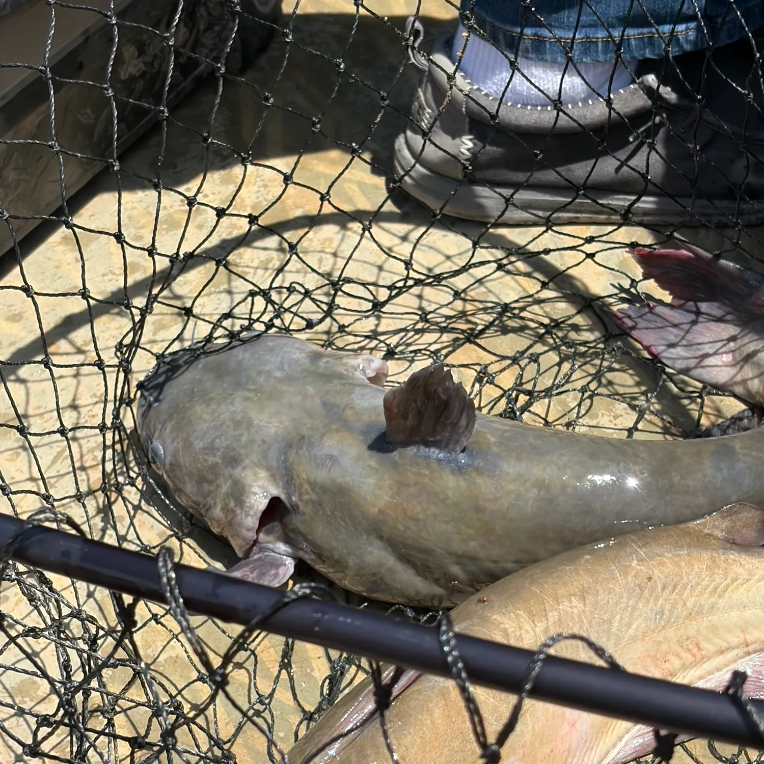 catch