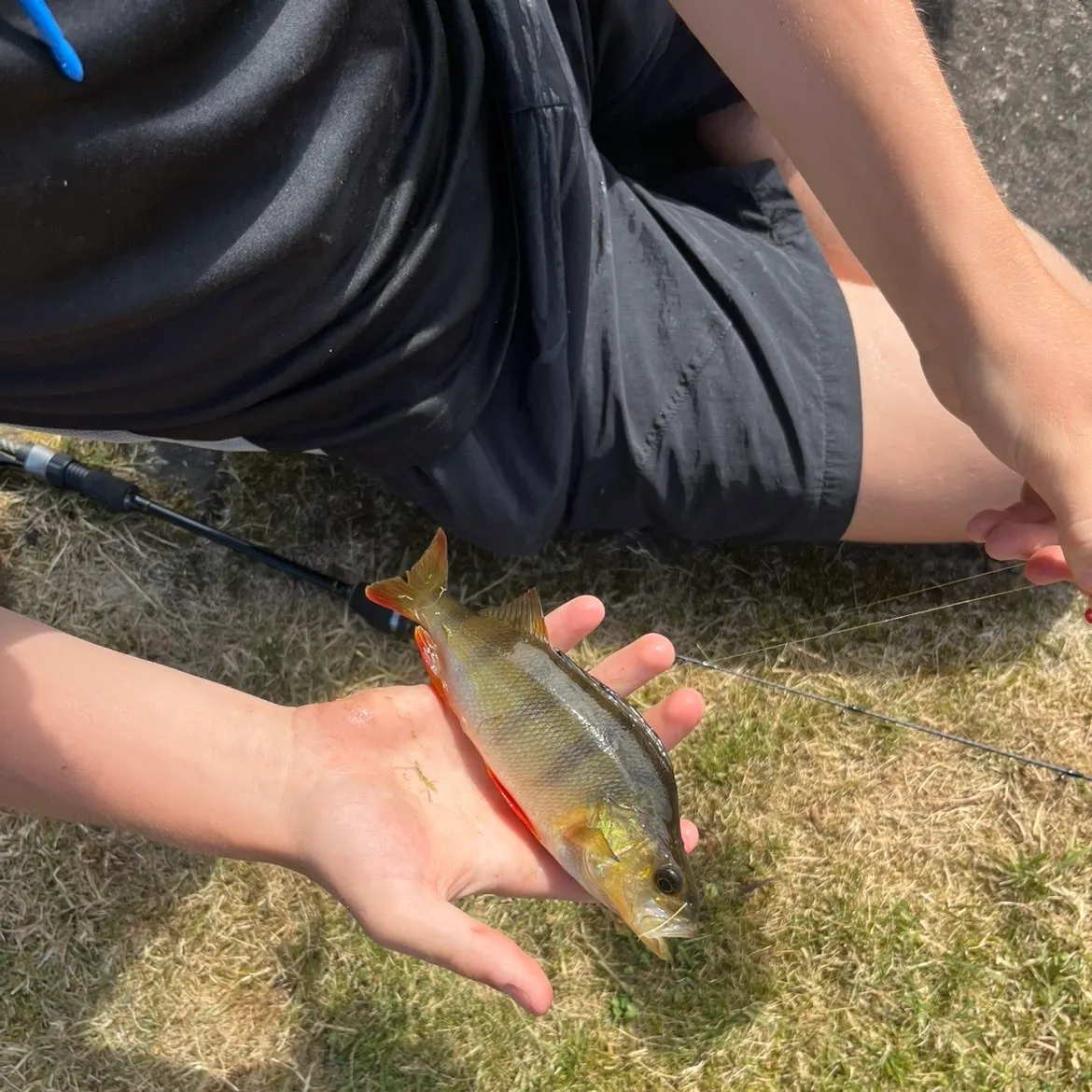 The most recent European perch catches on Fishbrain