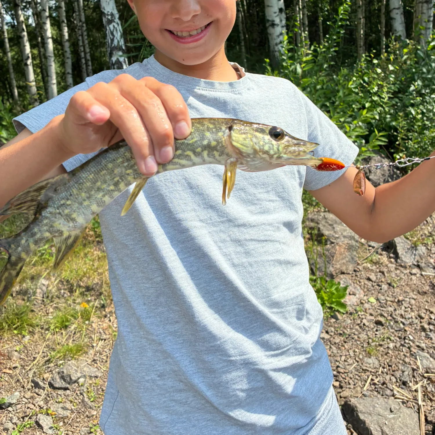 Northern pike caught on Fishbrain