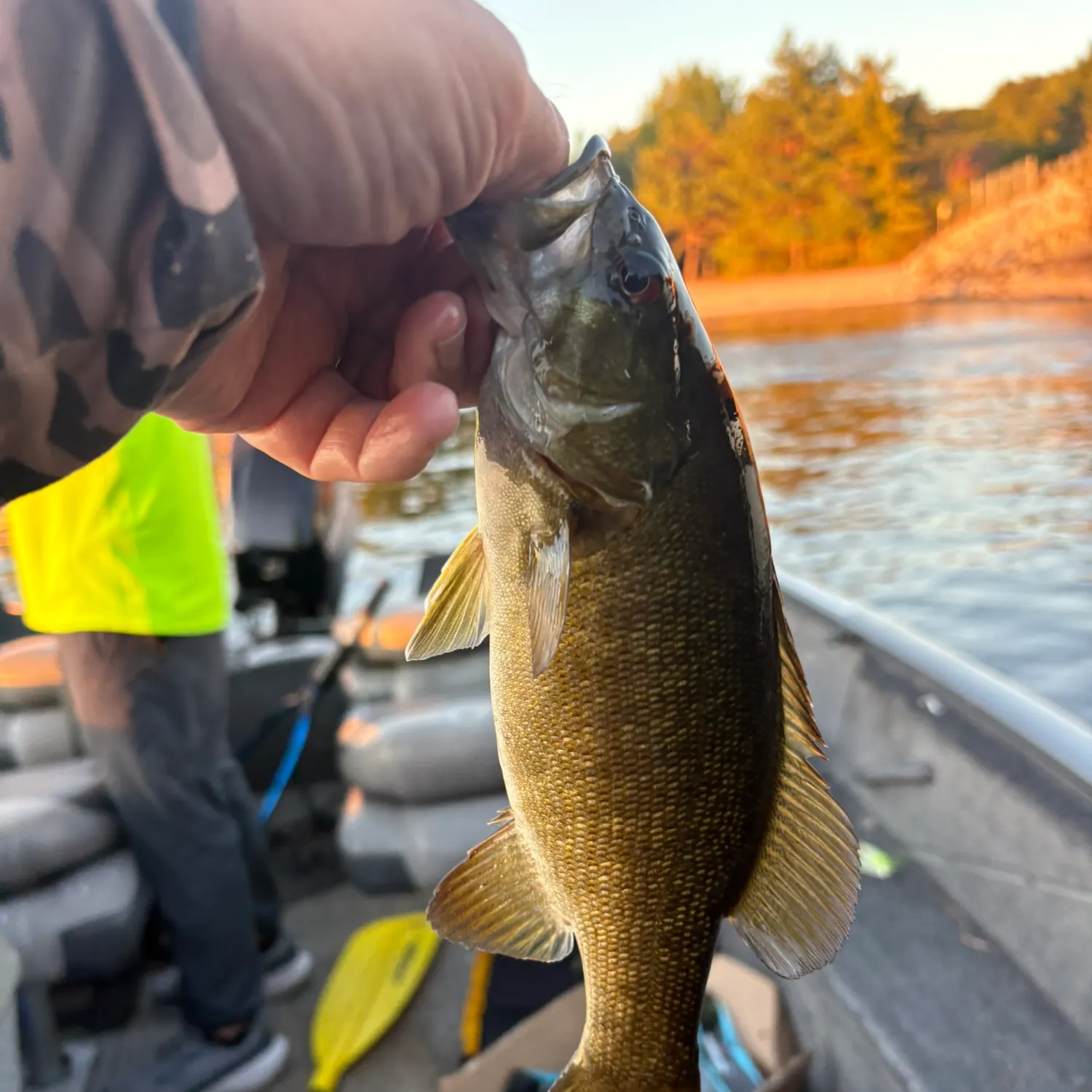 Smallmouth bass caught on Fishbrain