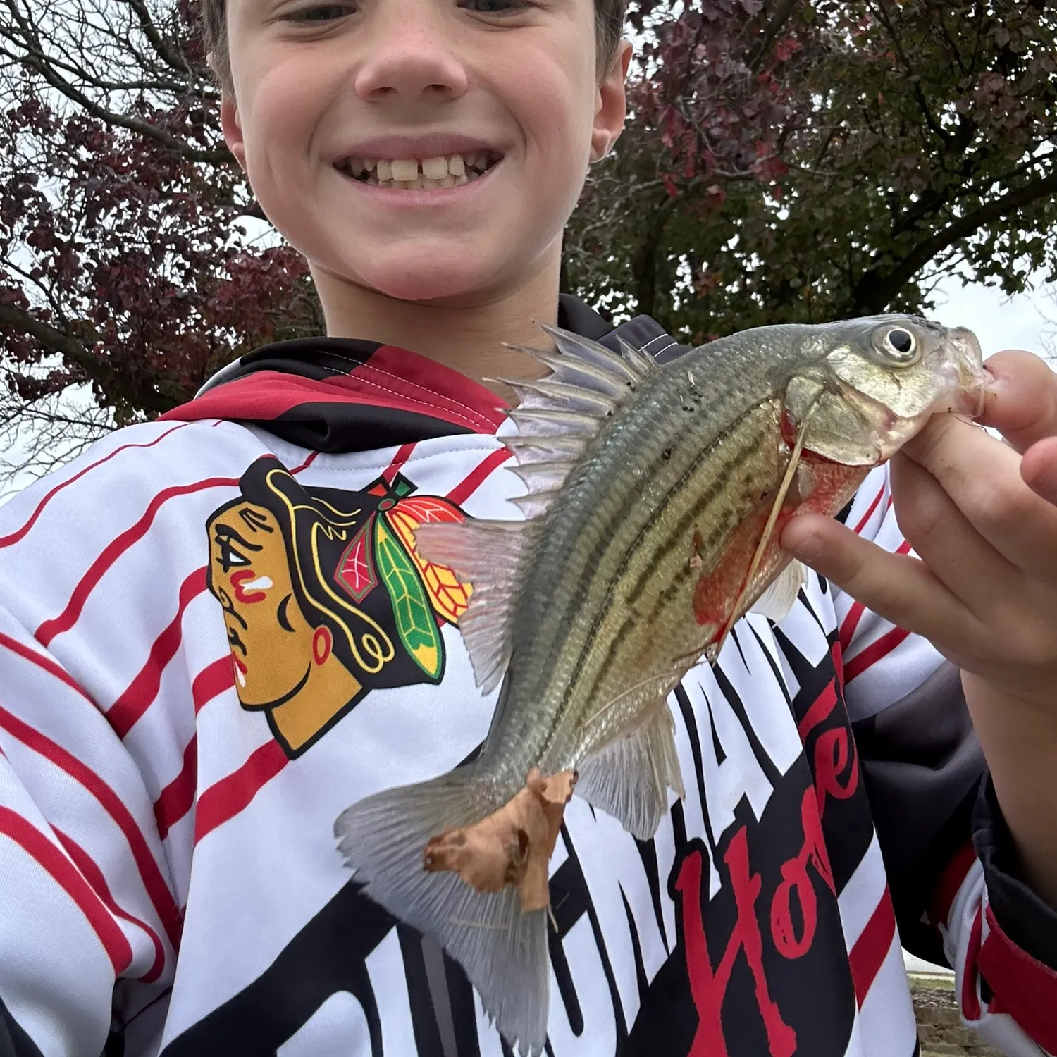 The most recent Yellow bass catches on Fishbrain