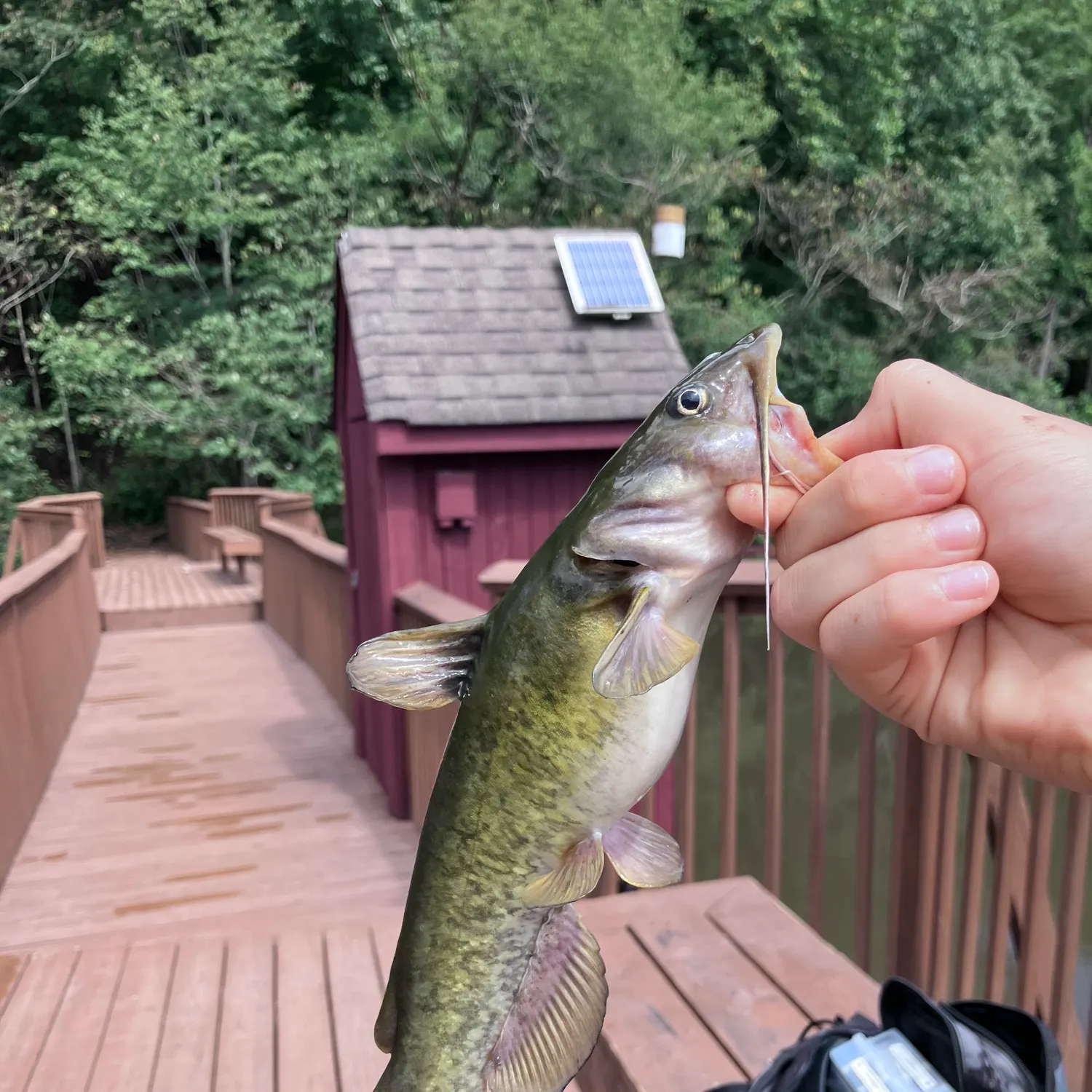 Yellow bullhead caught on Fishbrain