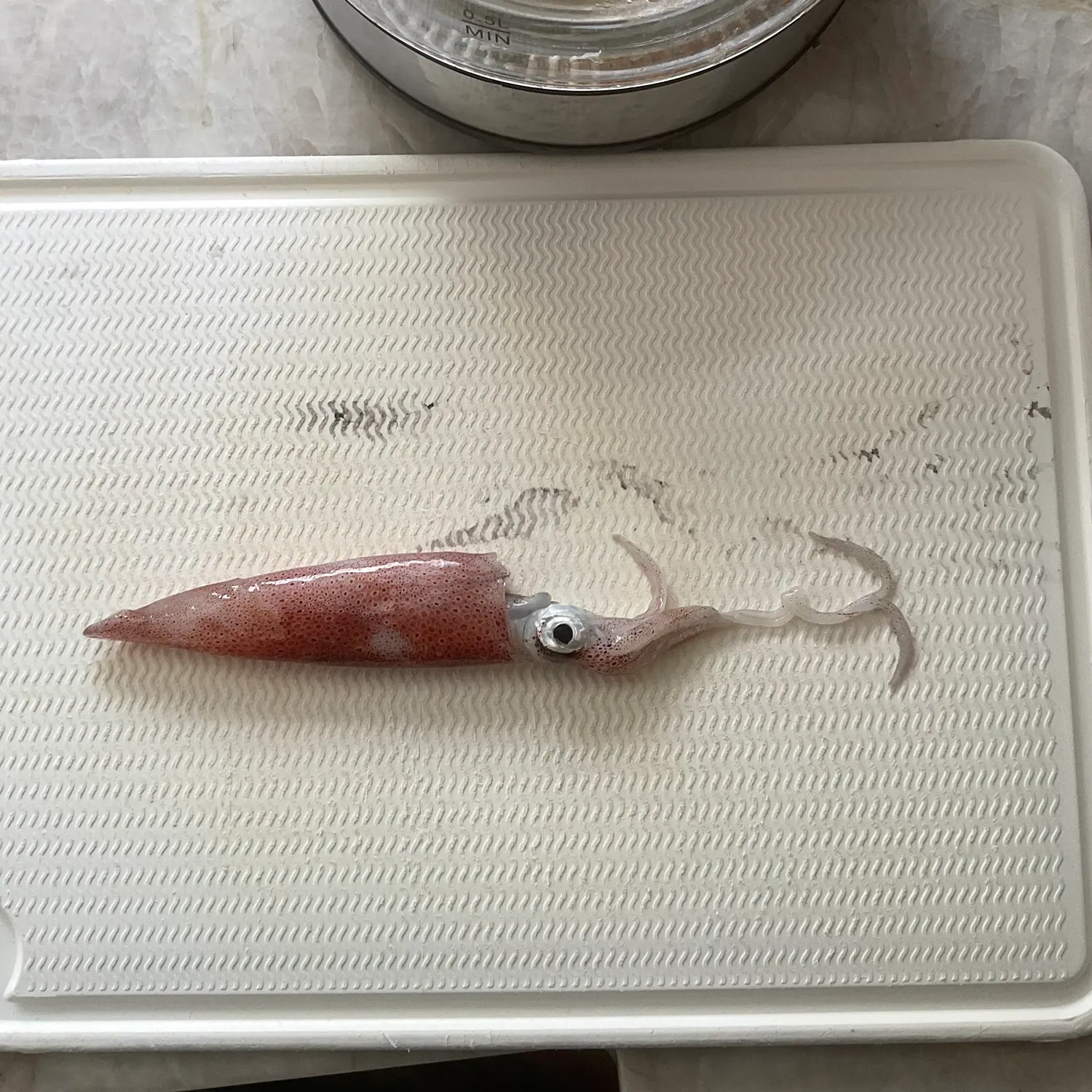 The most recent Gould's squid catches on Fishbrain
