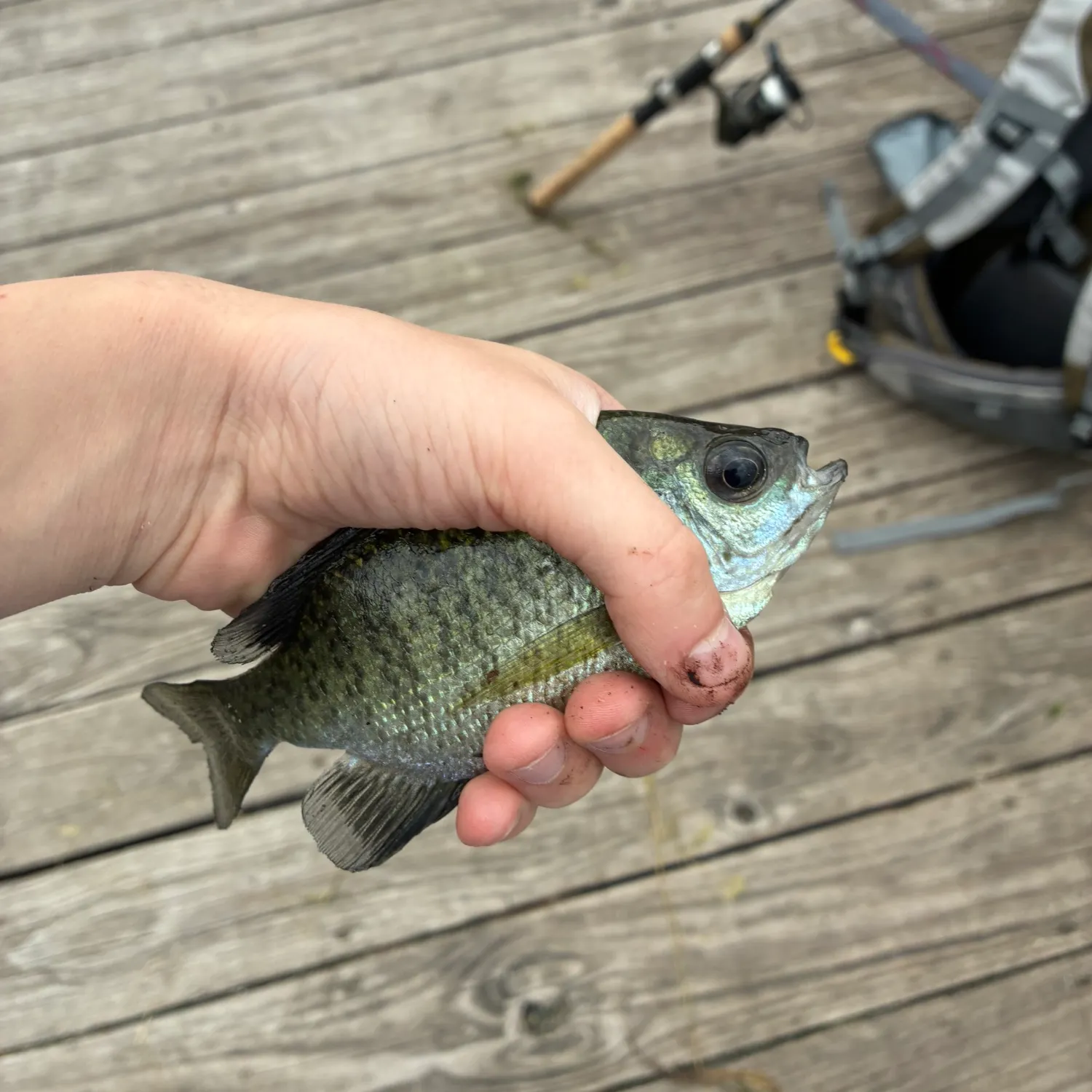 Bluegill caught on Fishbrain